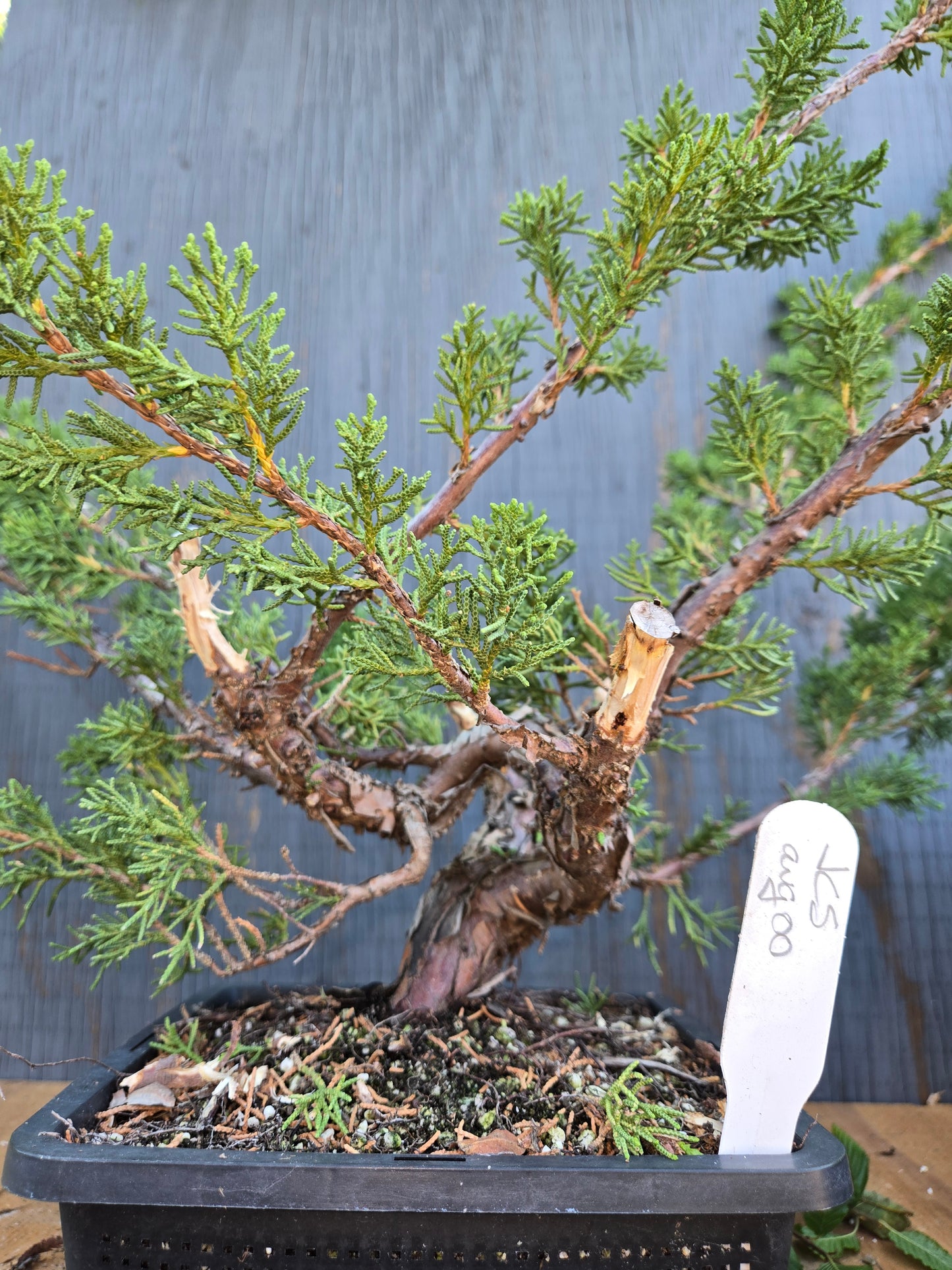 Kishu Shimpaku Juniper, JCS AUG 00