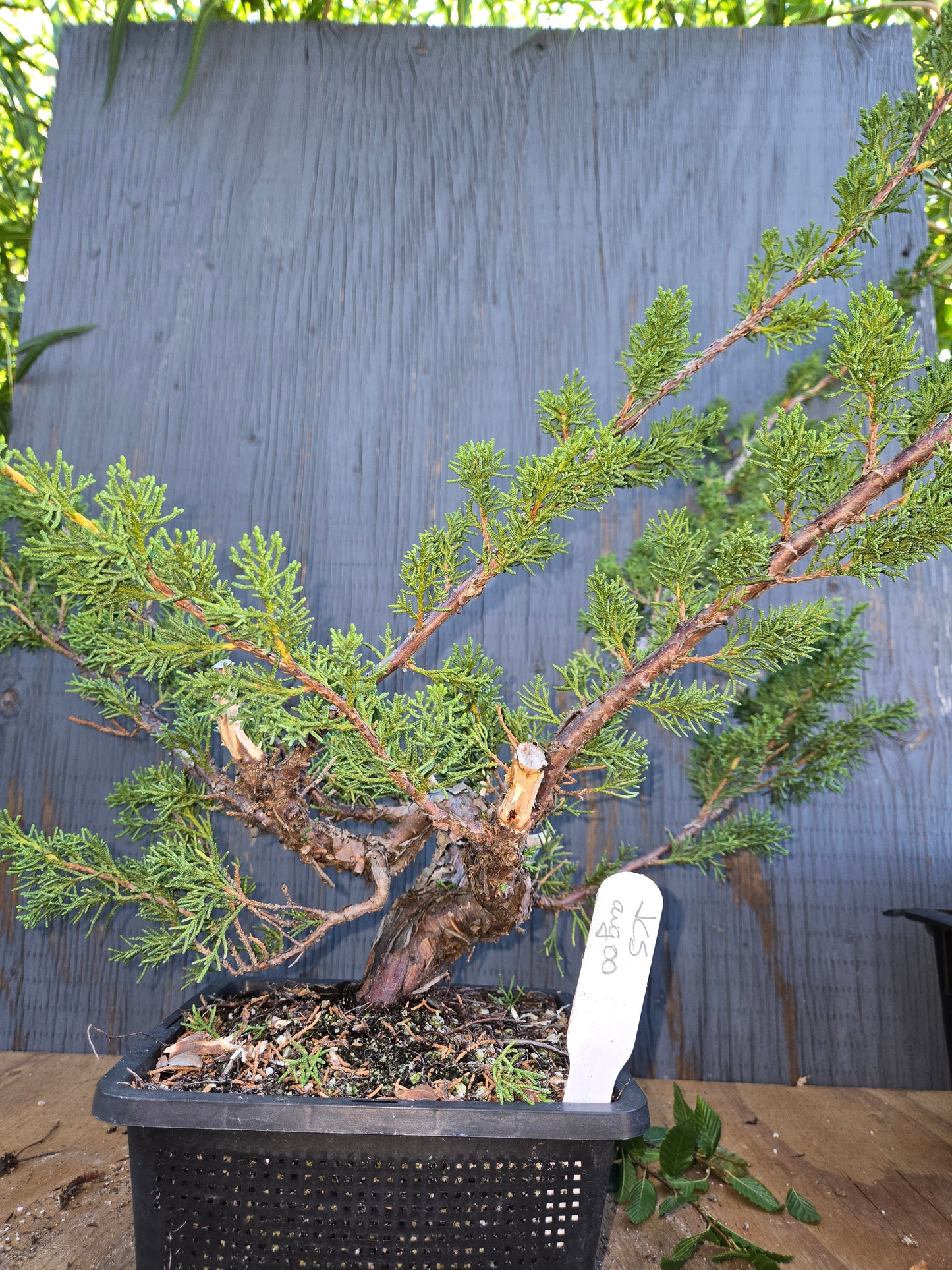 Kishu Shimpaku Juniper, JCS AUG 00