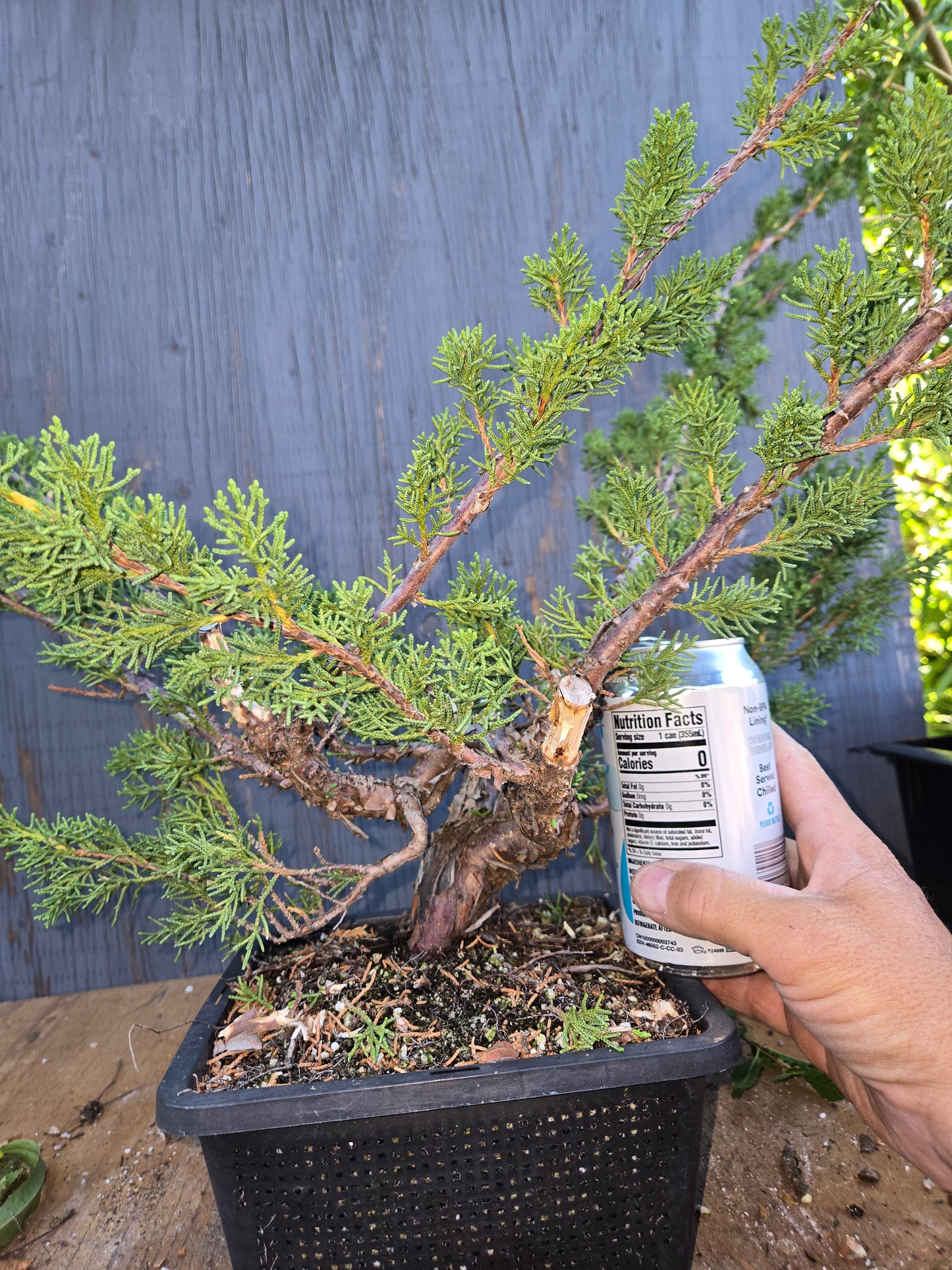 Kishu Shimpaku Juniper, JCS AUG 00