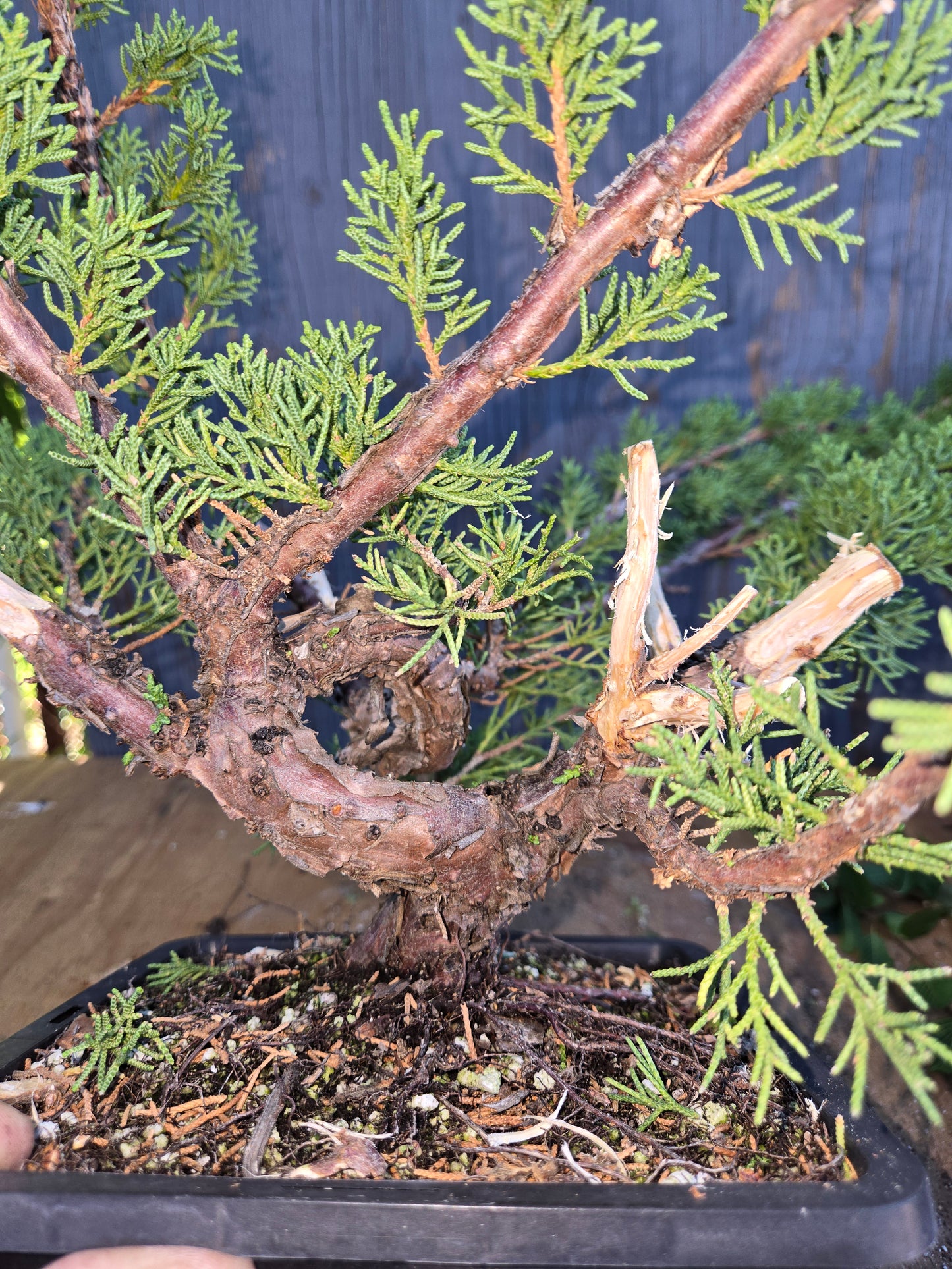 Kishu Shimpaku Juniper, JCS AUG 00
