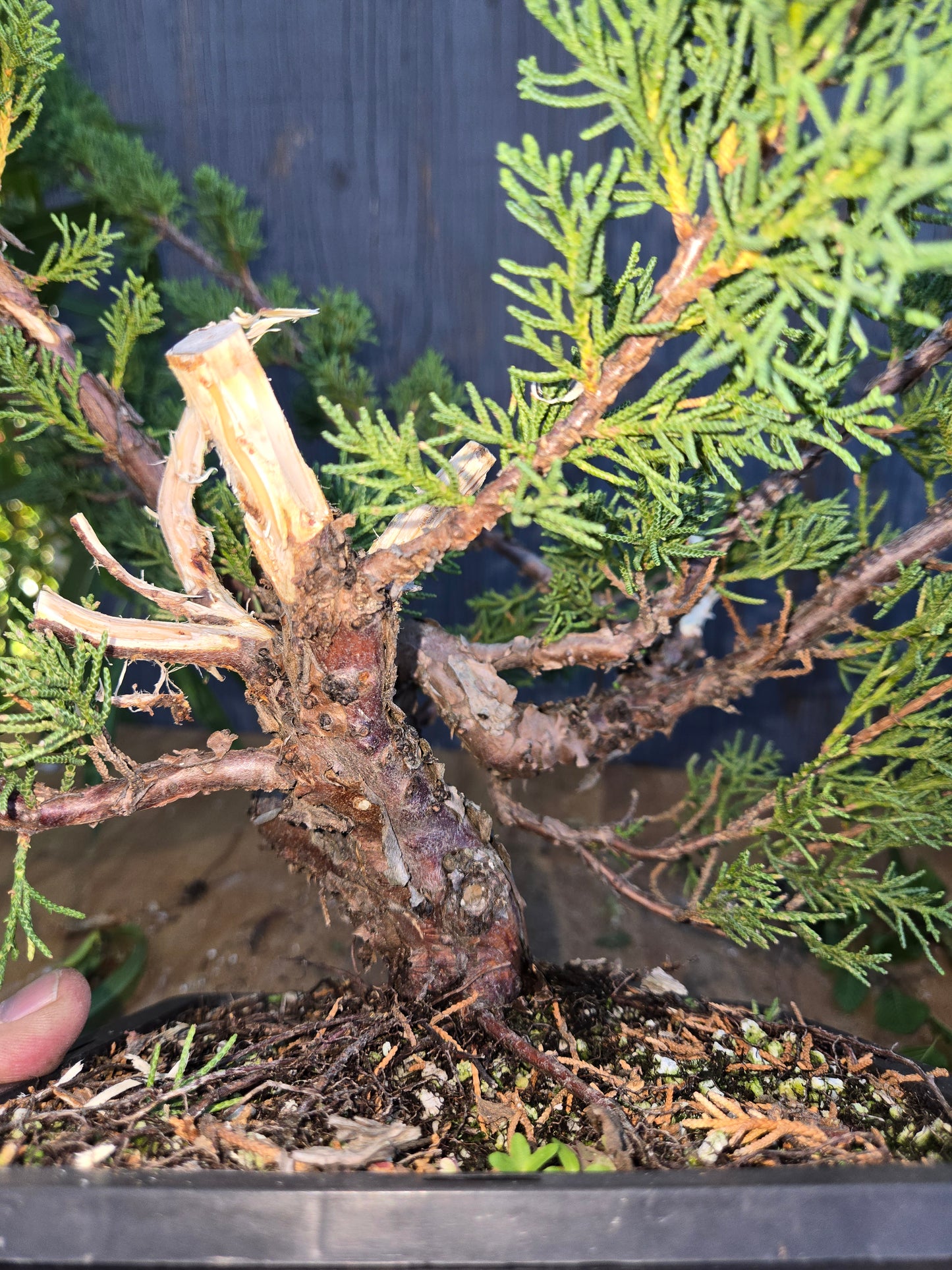 Kishu Shimpaku Juniper, JCS AUG 00
