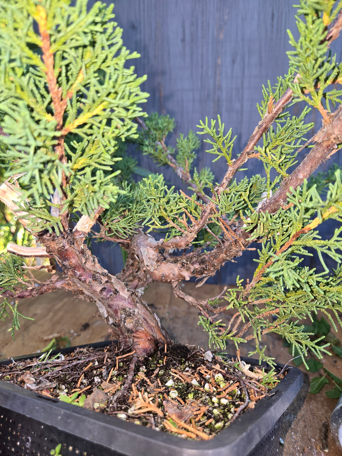 Kishu Shimpaku Juniper, JCS AUG 00