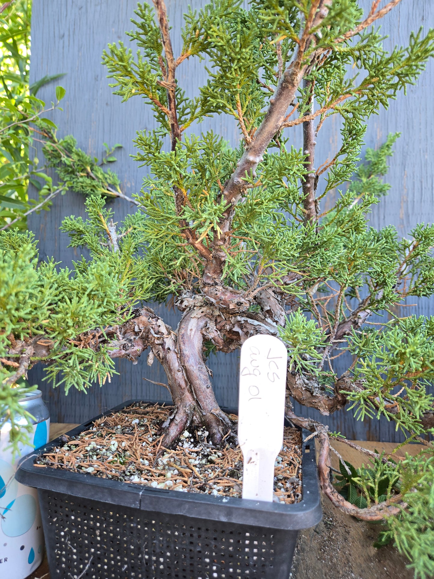 Kishu Shimpaku Juniper, JCS AUG 01