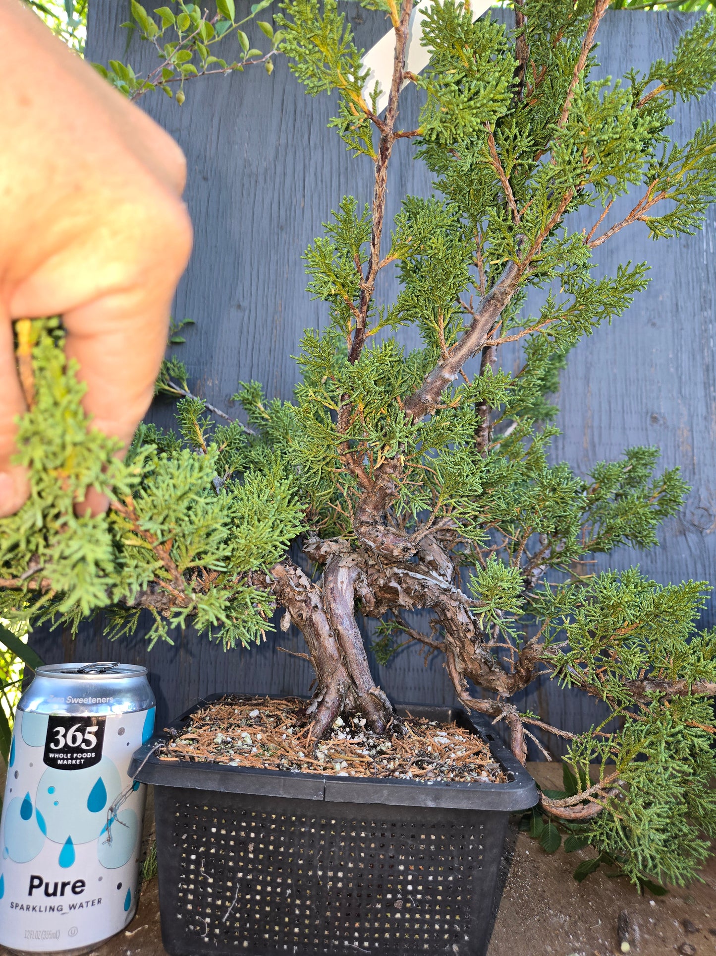 Kishu Shimpaku Juniper, JCS AUG 01