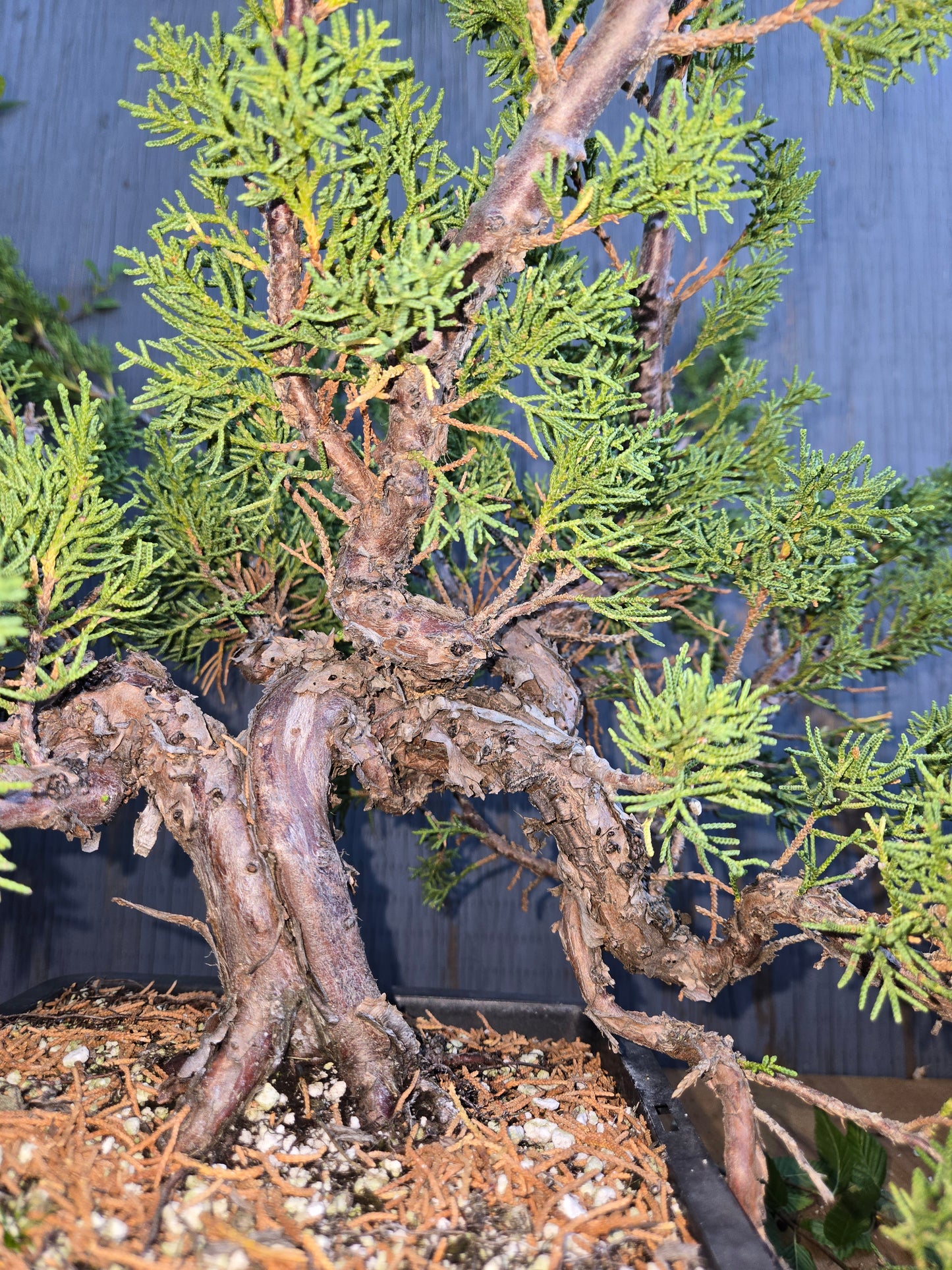 Kishu Shimpaku Juniper, JCS AUG 01