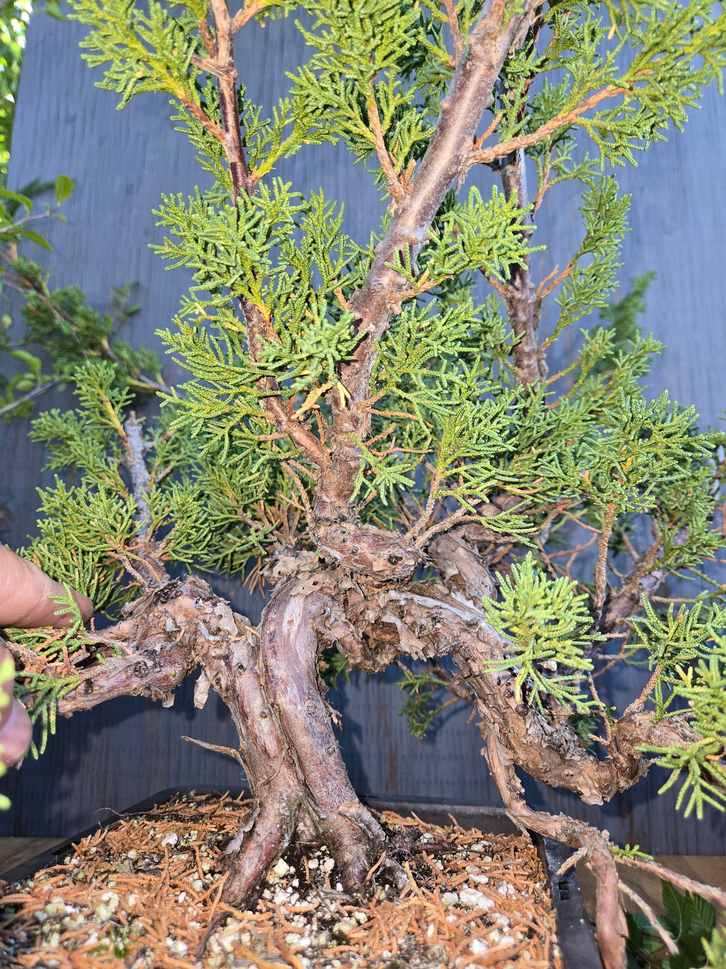 Kishu Shimpaku Juniper, JCS AUG 01