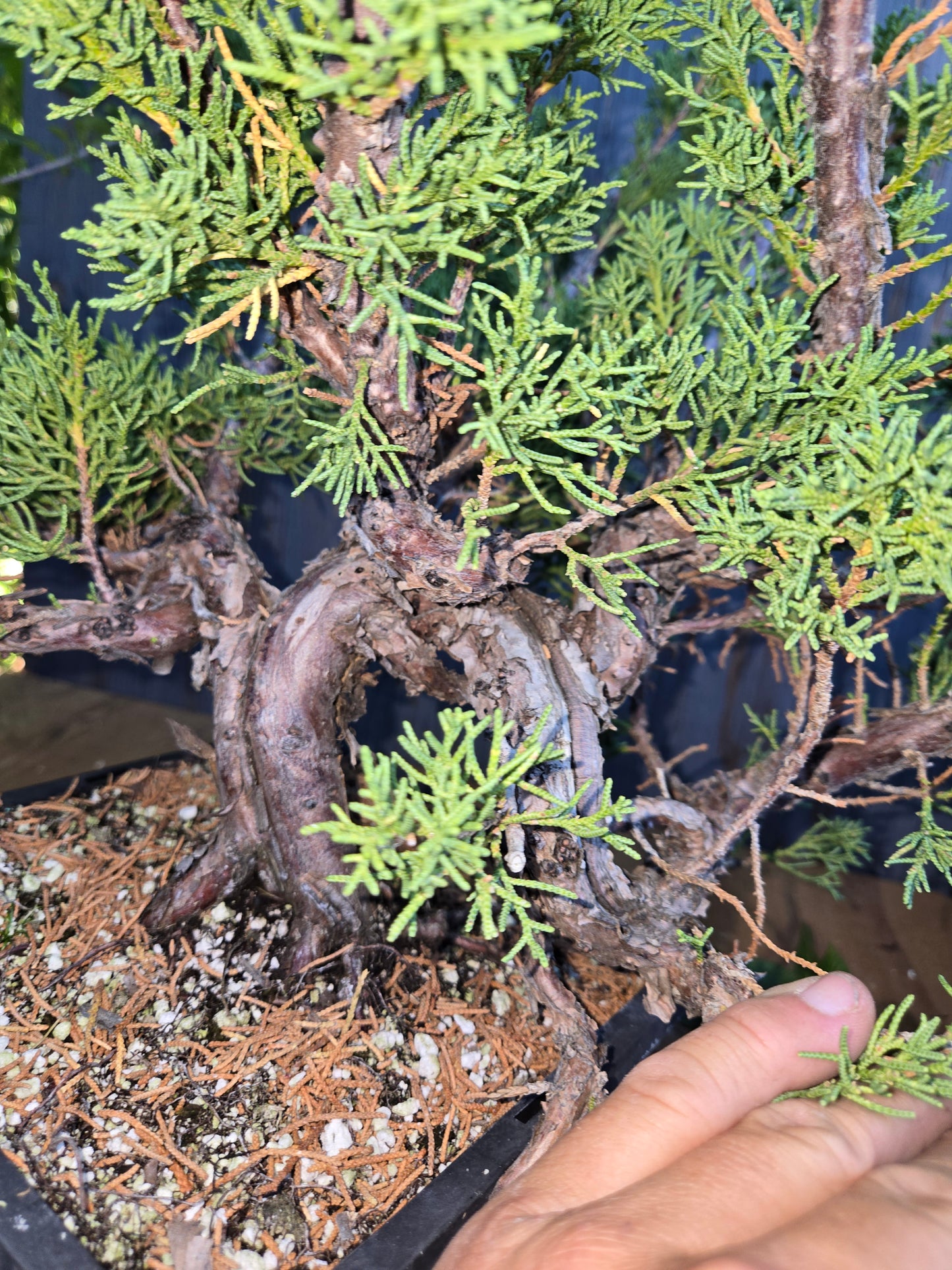 Kishu Shimpaku Juniper, JCS AUG 01