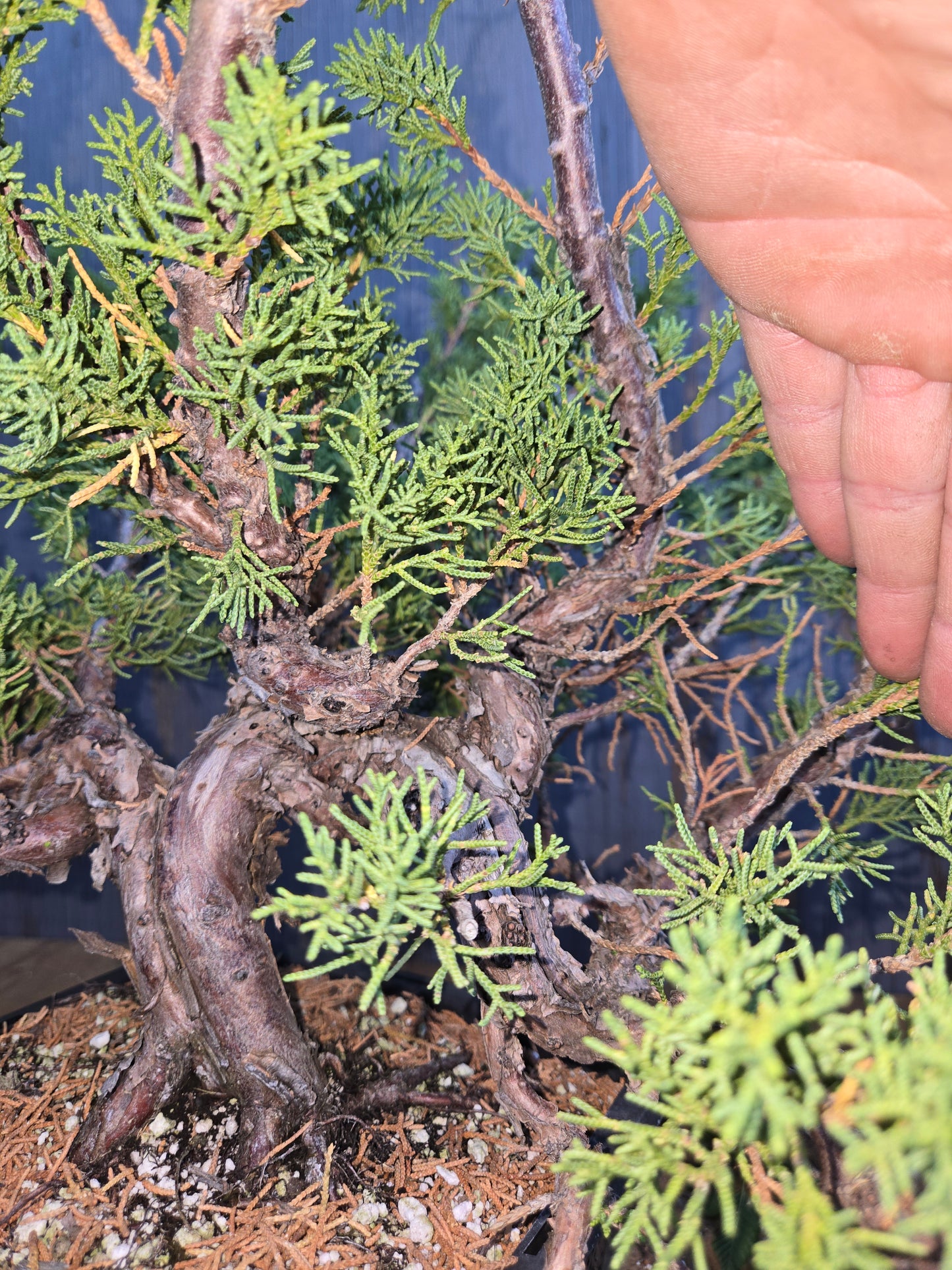 Kishu Shimpaku Juniper, JCS AUG 01