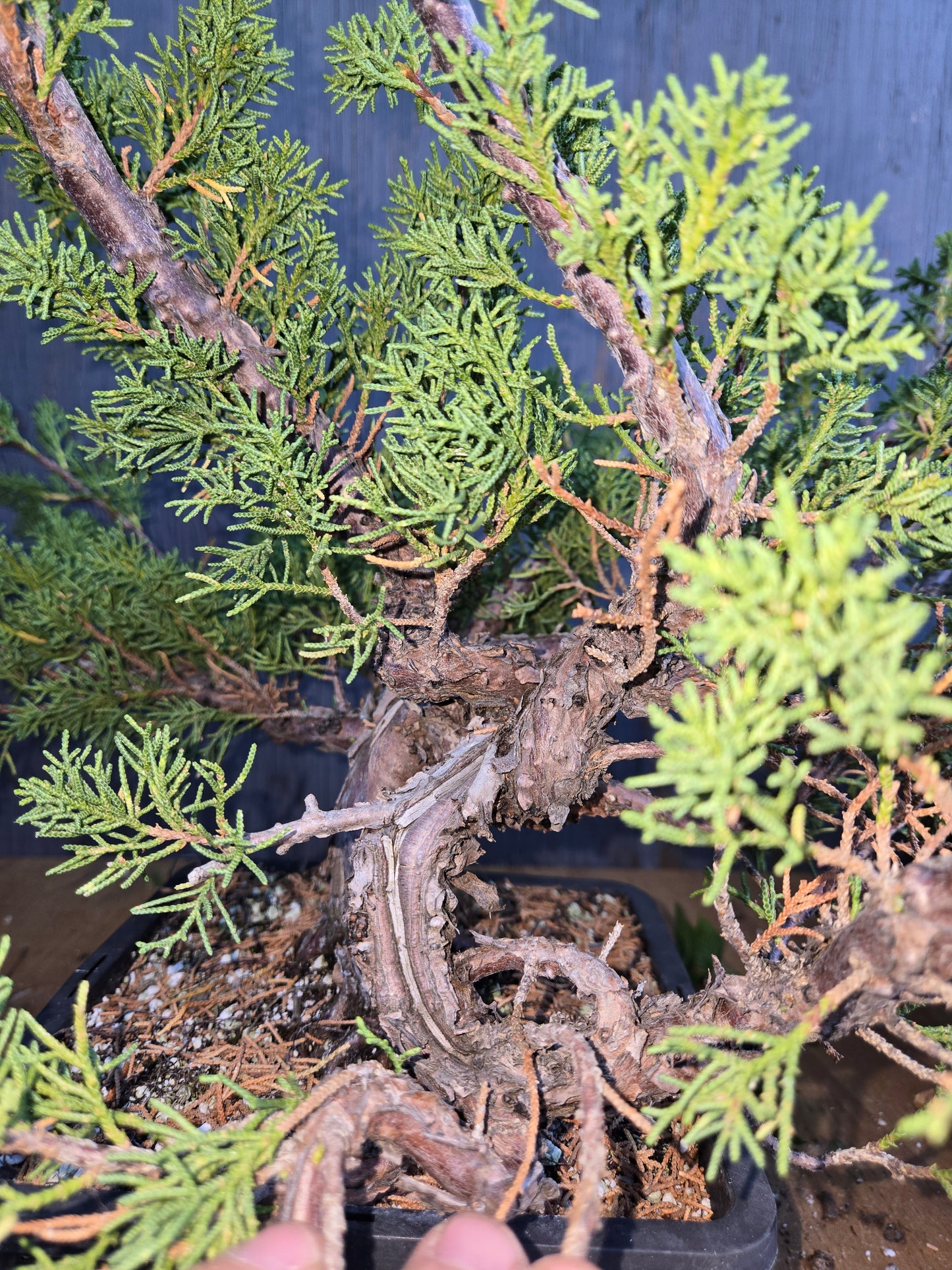 Kishu Shimpaku Juniper, JCS AUG 01