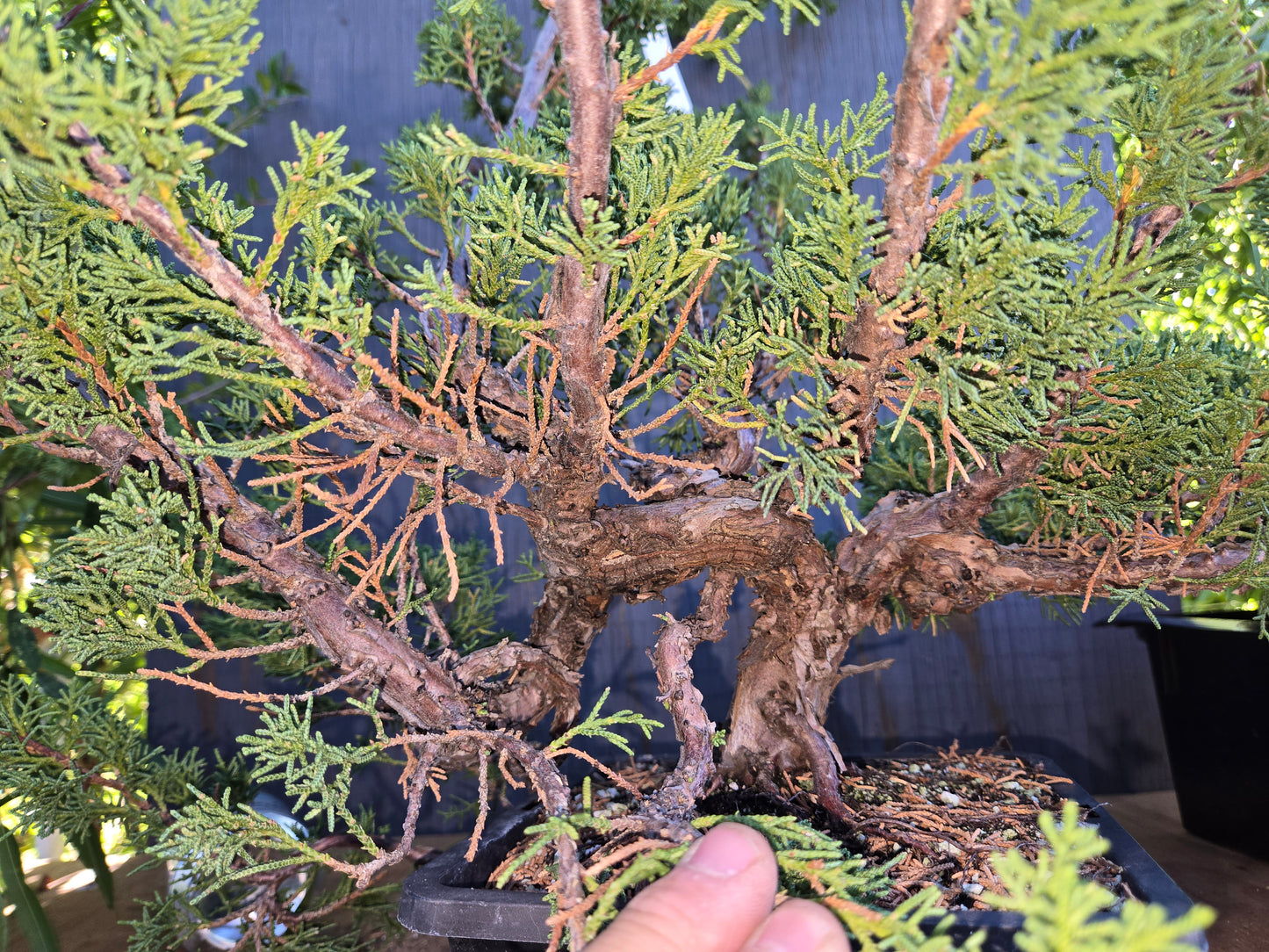 Kishu Shimpaku Juniper, JCS AUG 01