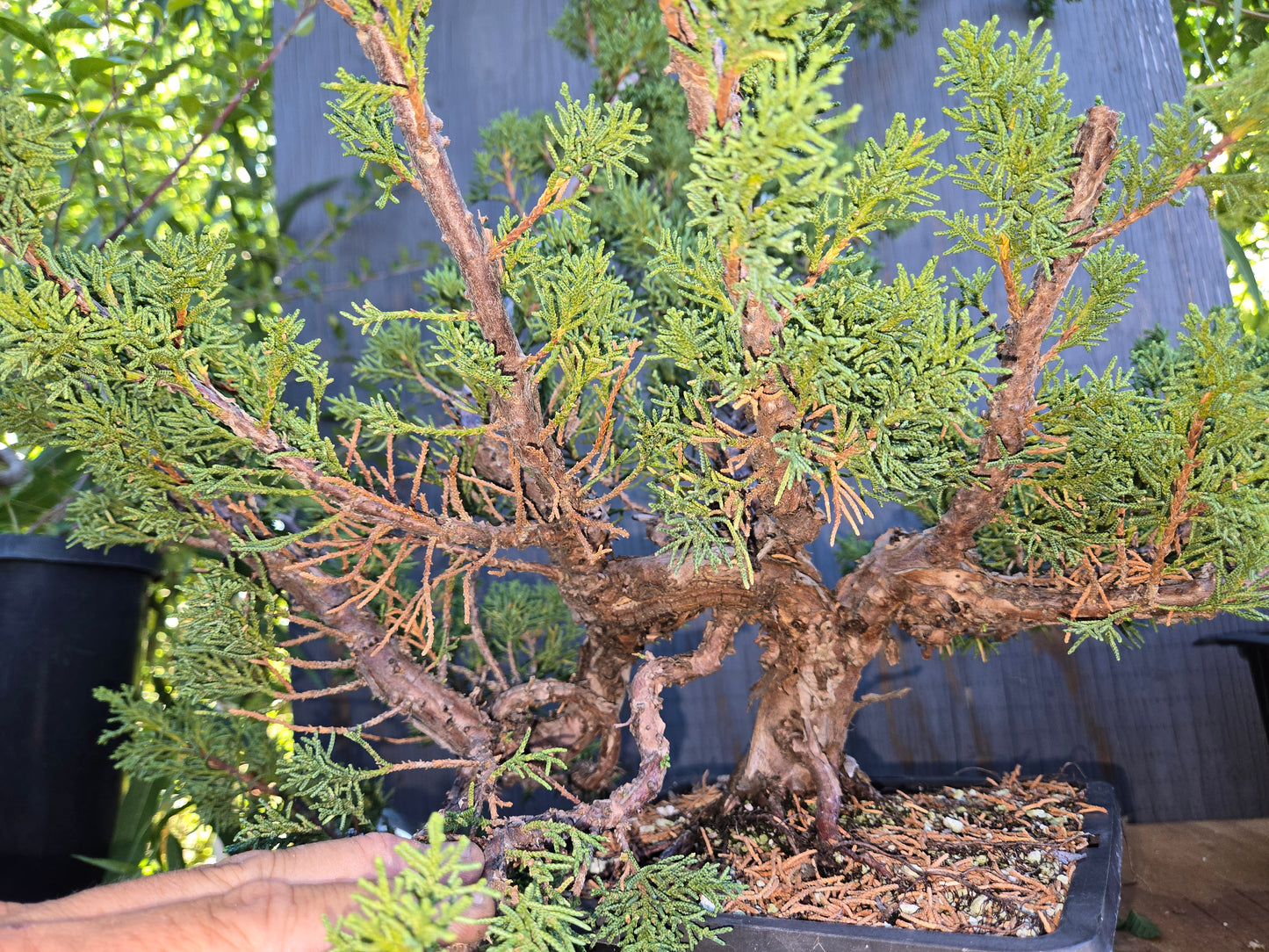 Kishu Shimpaku Juniper, JCS AUG 01