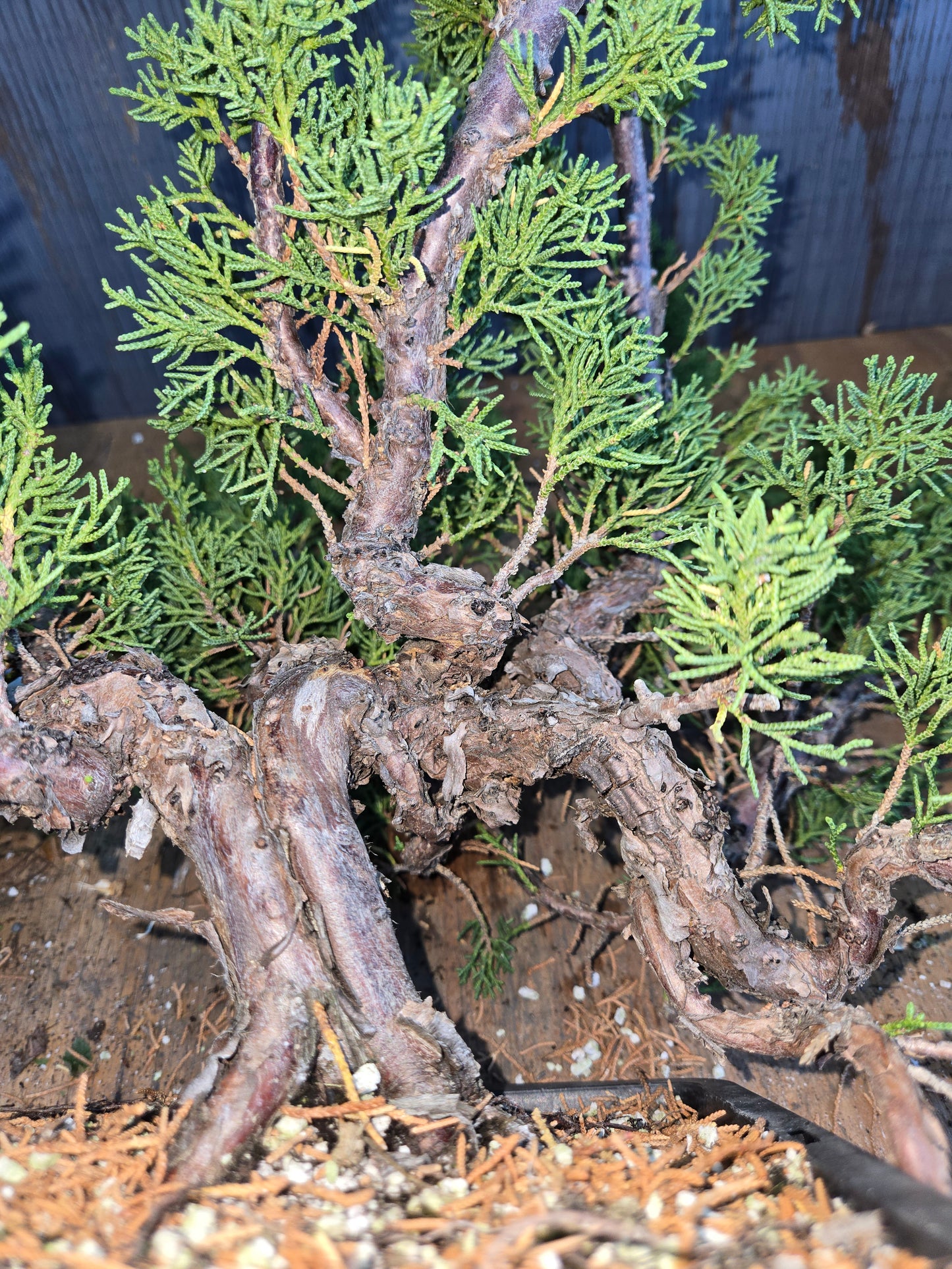 Kishu Shimpaku Juniper, JCS AUG 01
