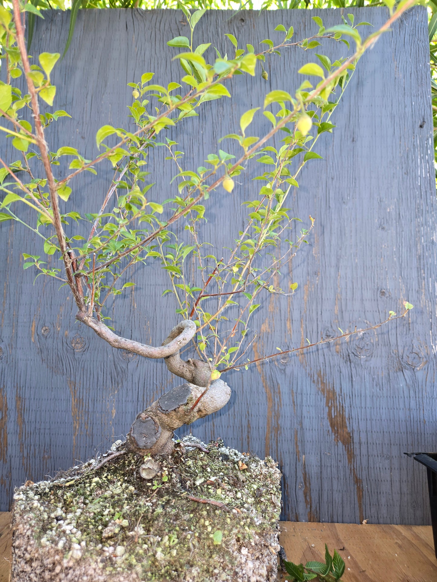 Formosan Styrax