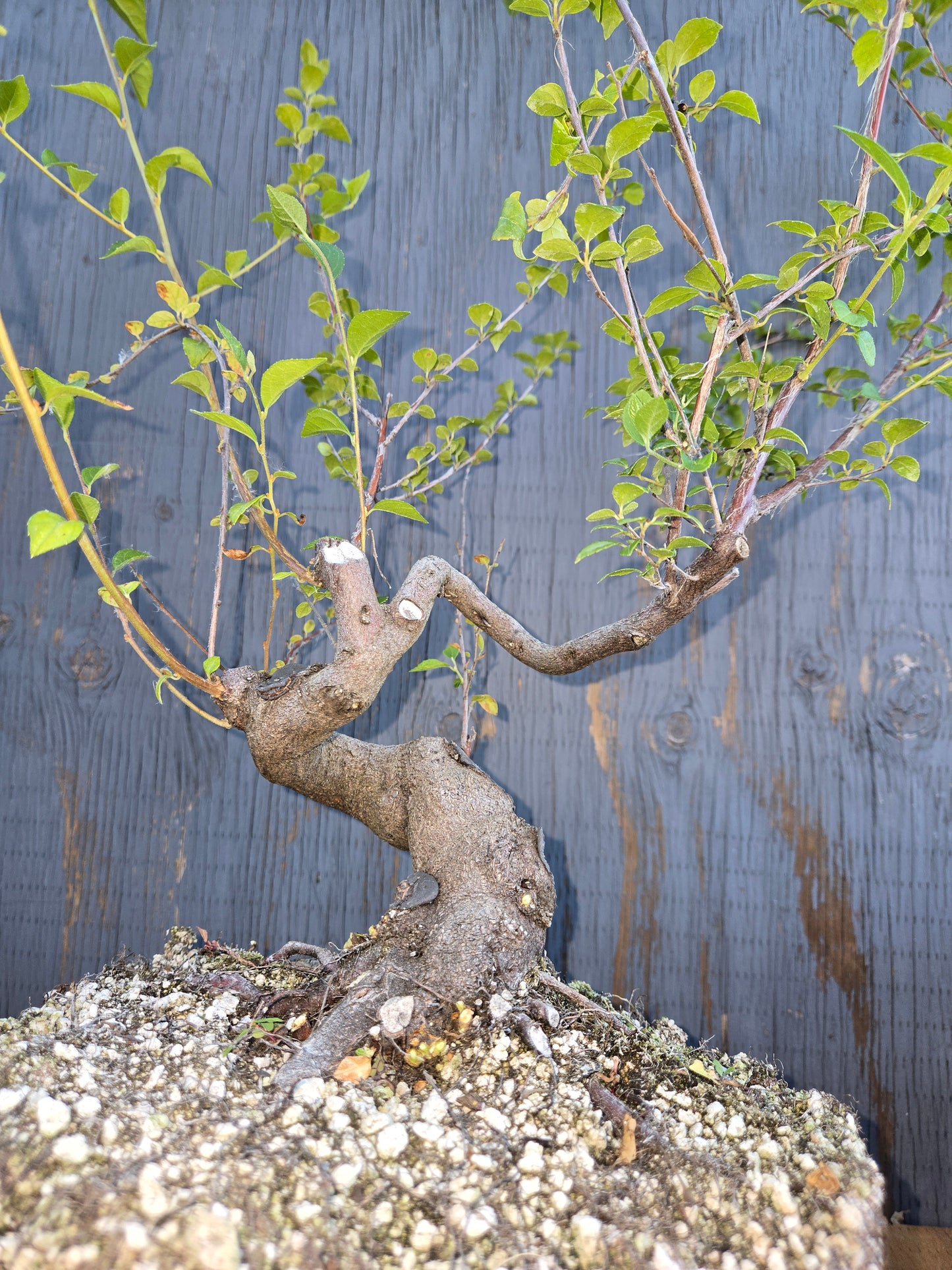 Formosan Styrax