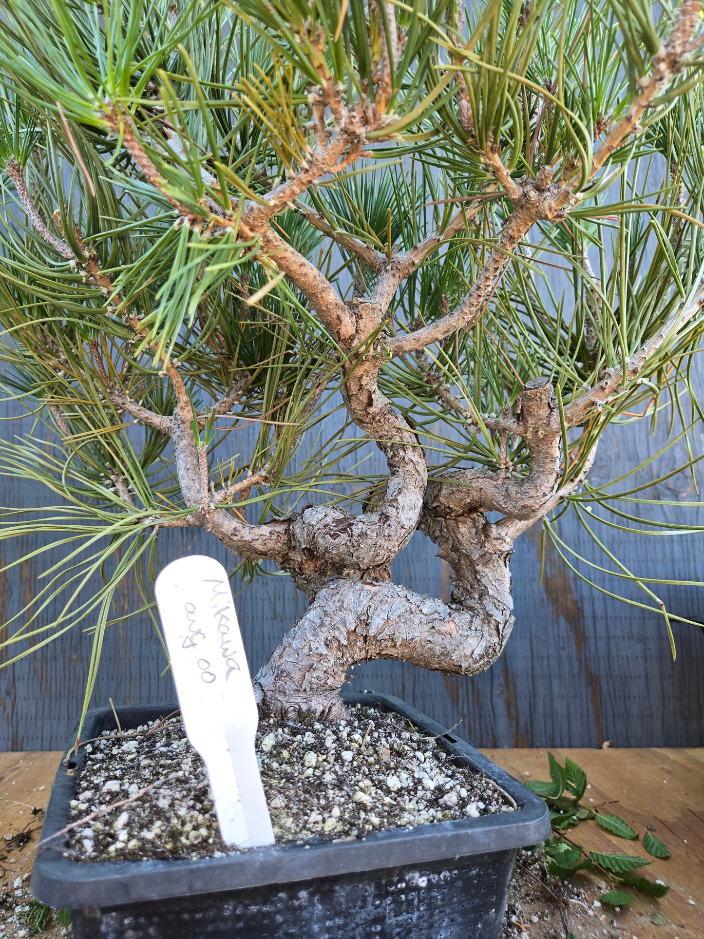 Japanese Black Pine 'Mikawa' AUG 00