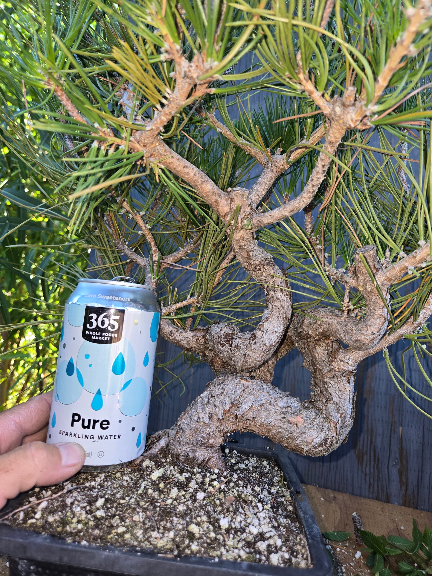 Japanese Black Pine 'Mikawa' AUG 00