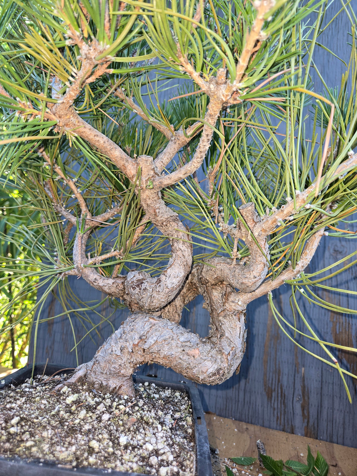 Japanese Black Pine 'Mikawa' AUG 00