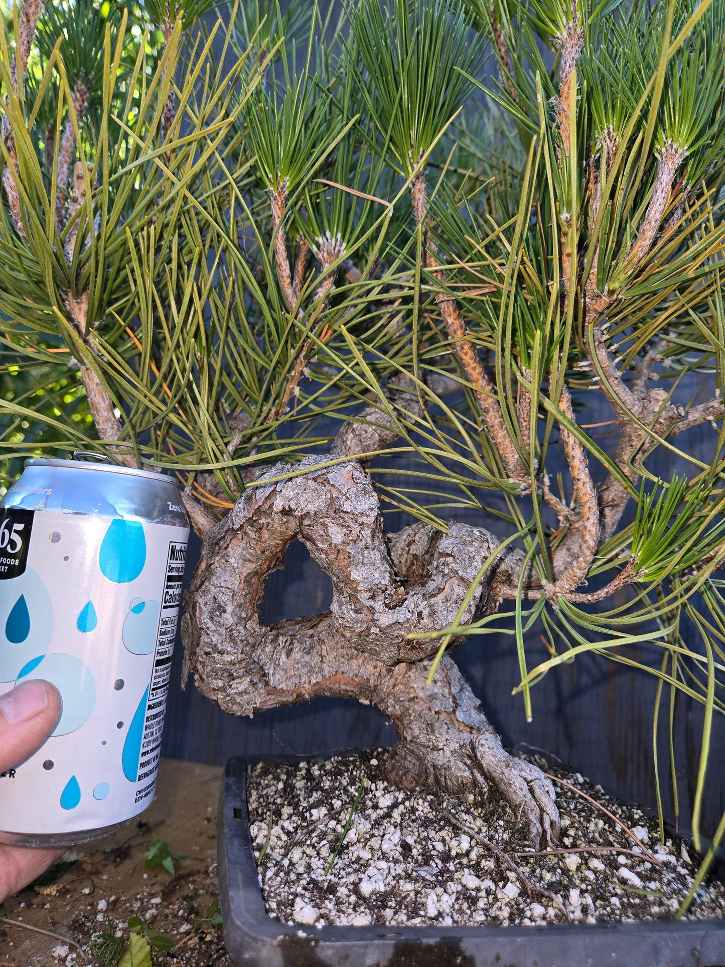 Japanese Black Pine 'Mikawa' AUG 00