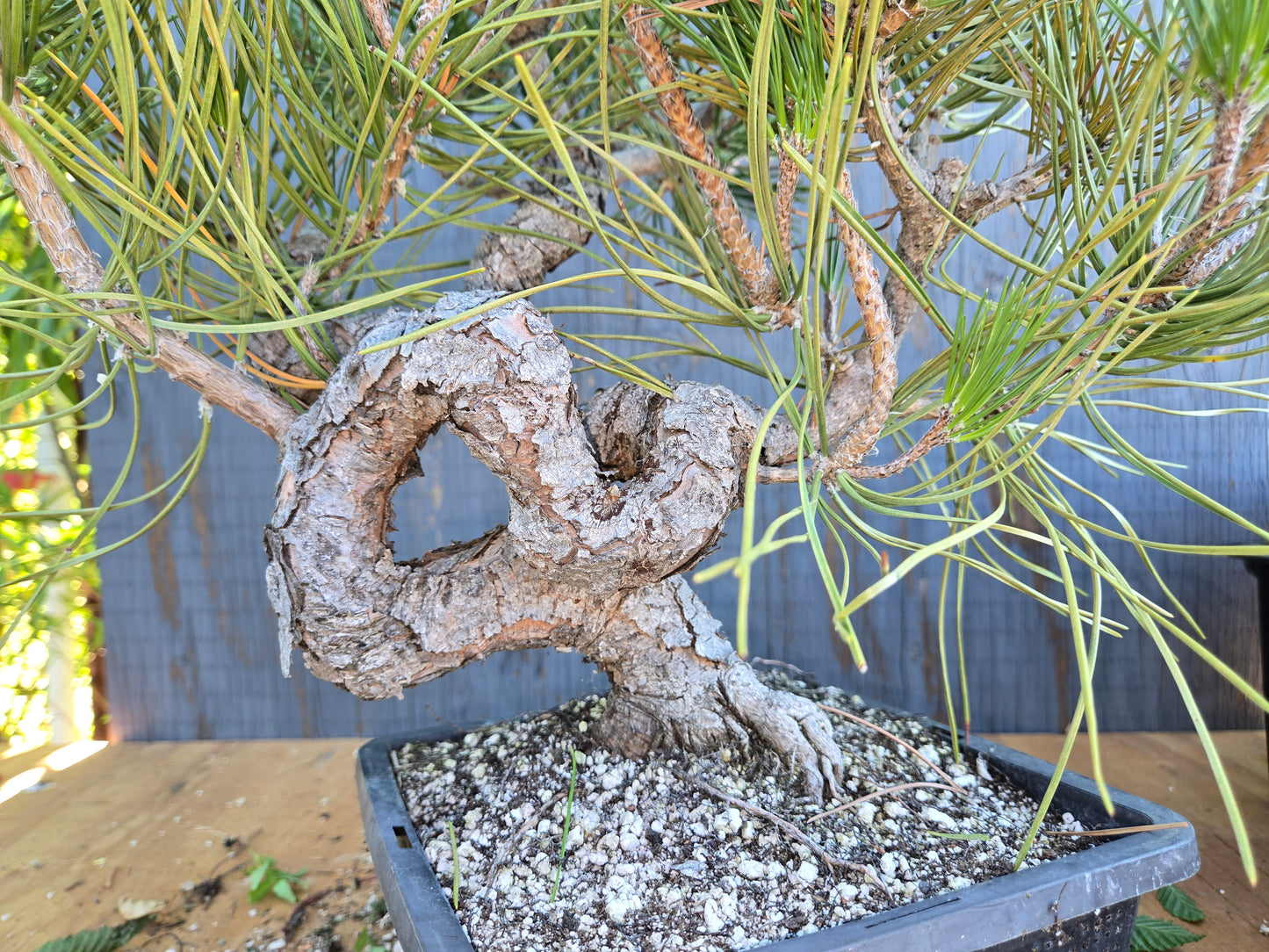 Japanese Black Pine 'Mikawa' AUG 00