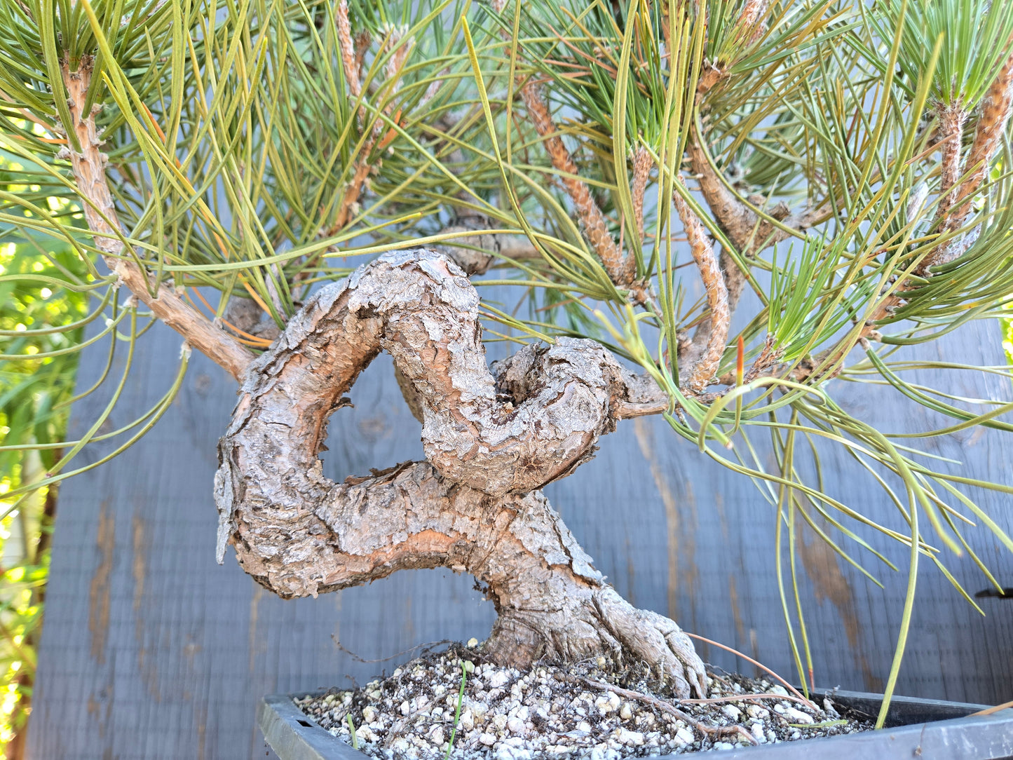 Japanese Black Pine 'Mikawa' AUG 00