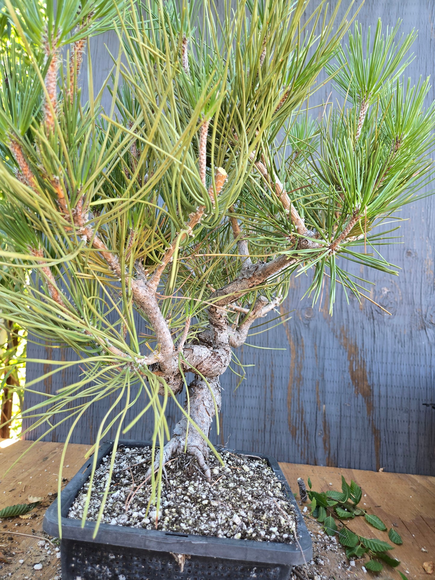Japanese Black Pine 'Mikawa' AUG 00