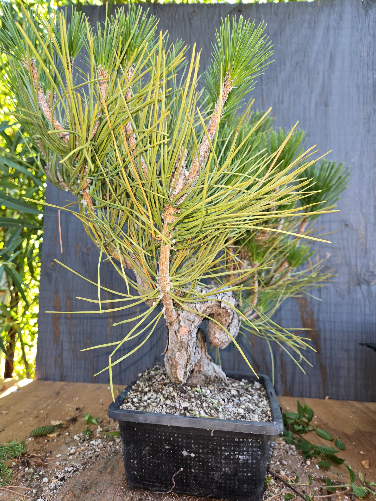 Japanese Black Pine 'Mikawa' AUG 00