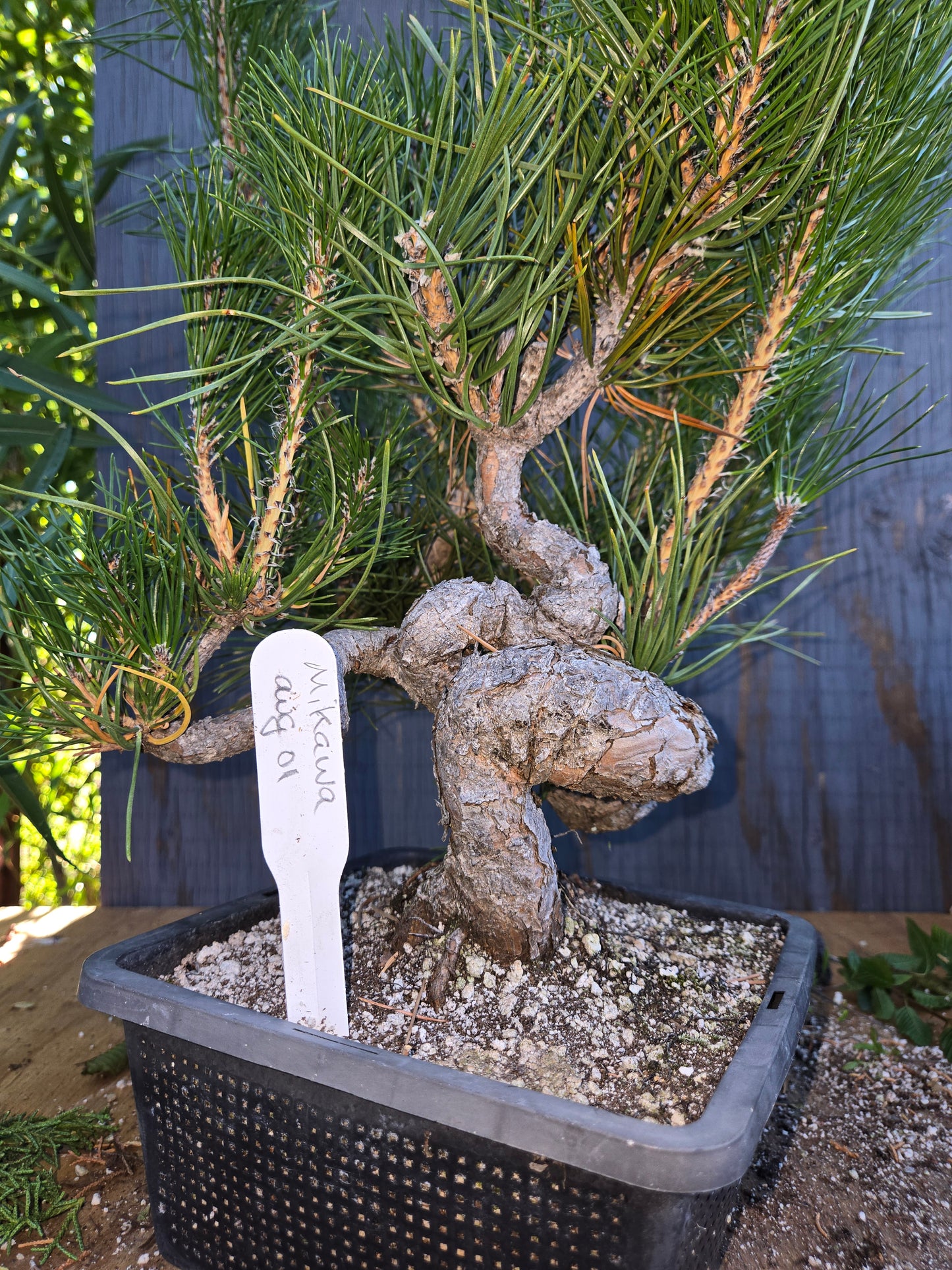 Japanese Black Pine 'Mikawa' AUG 02