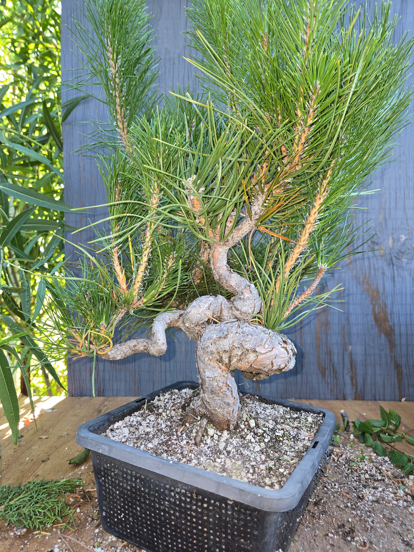 Japanese Black Pine 'Mikawa' AUG 02