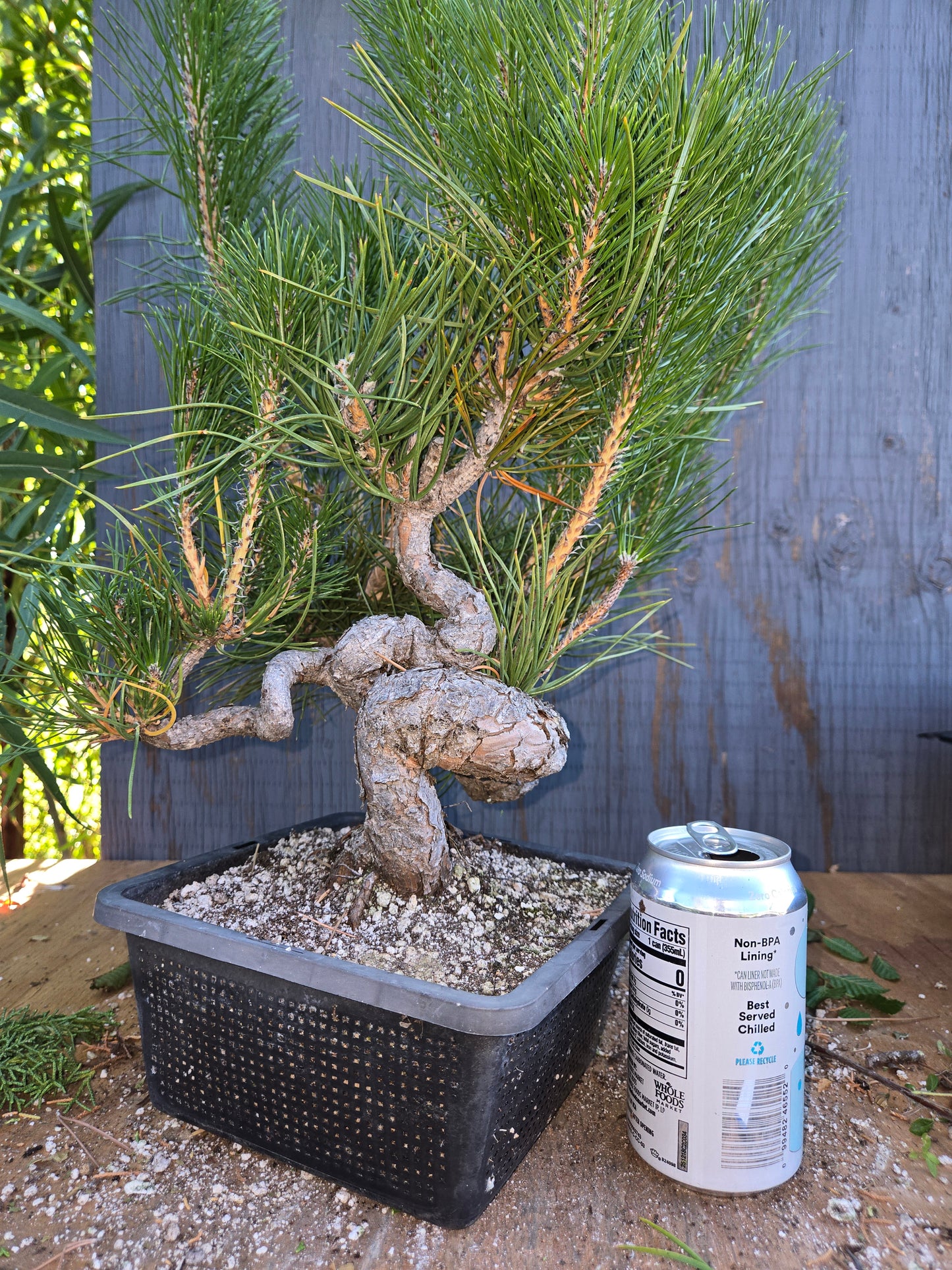 Japanese Black Pine 'Mikawa' AUG 02