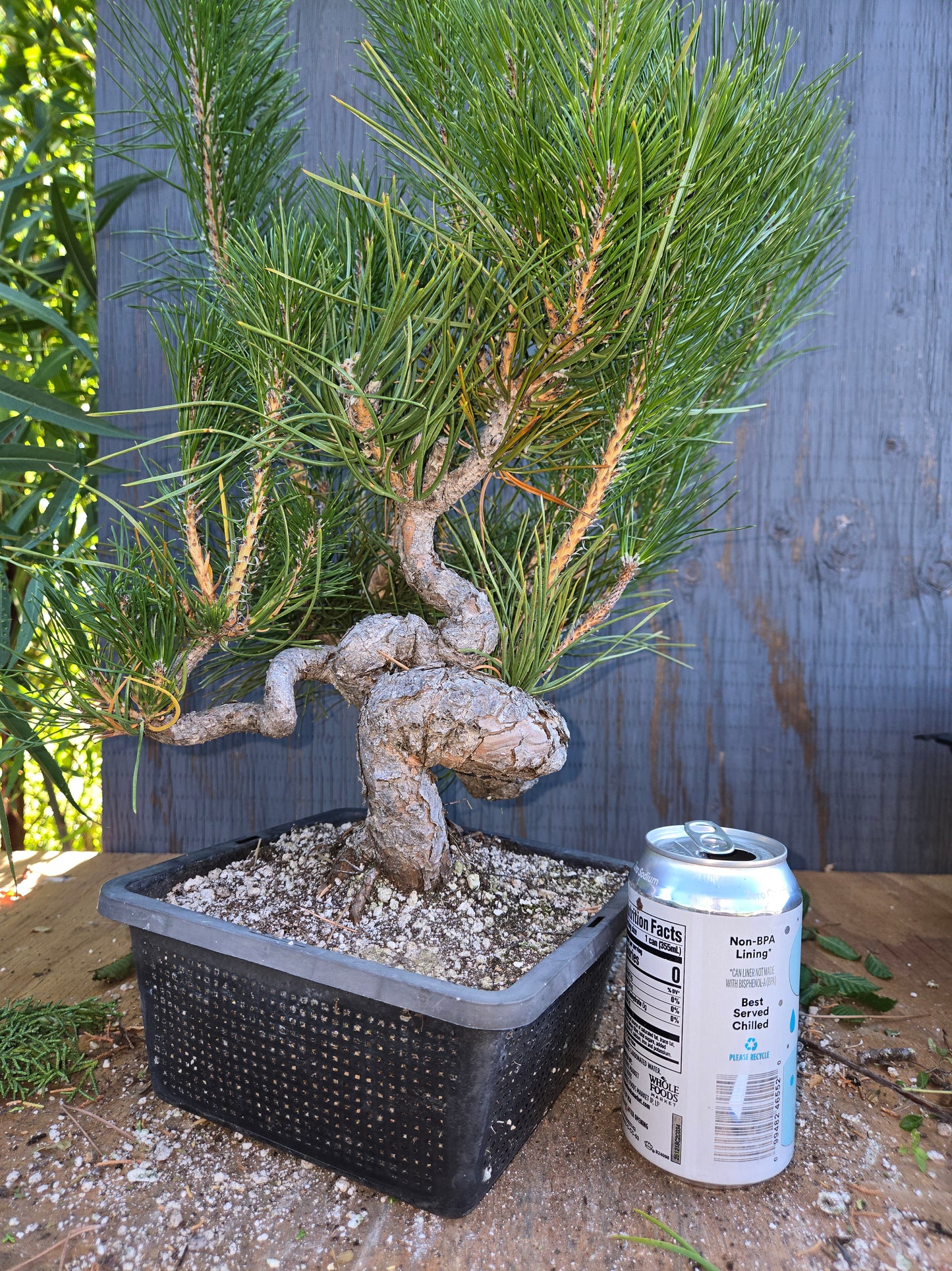 Japanese Black Pine 'Mikawa' AUG 02