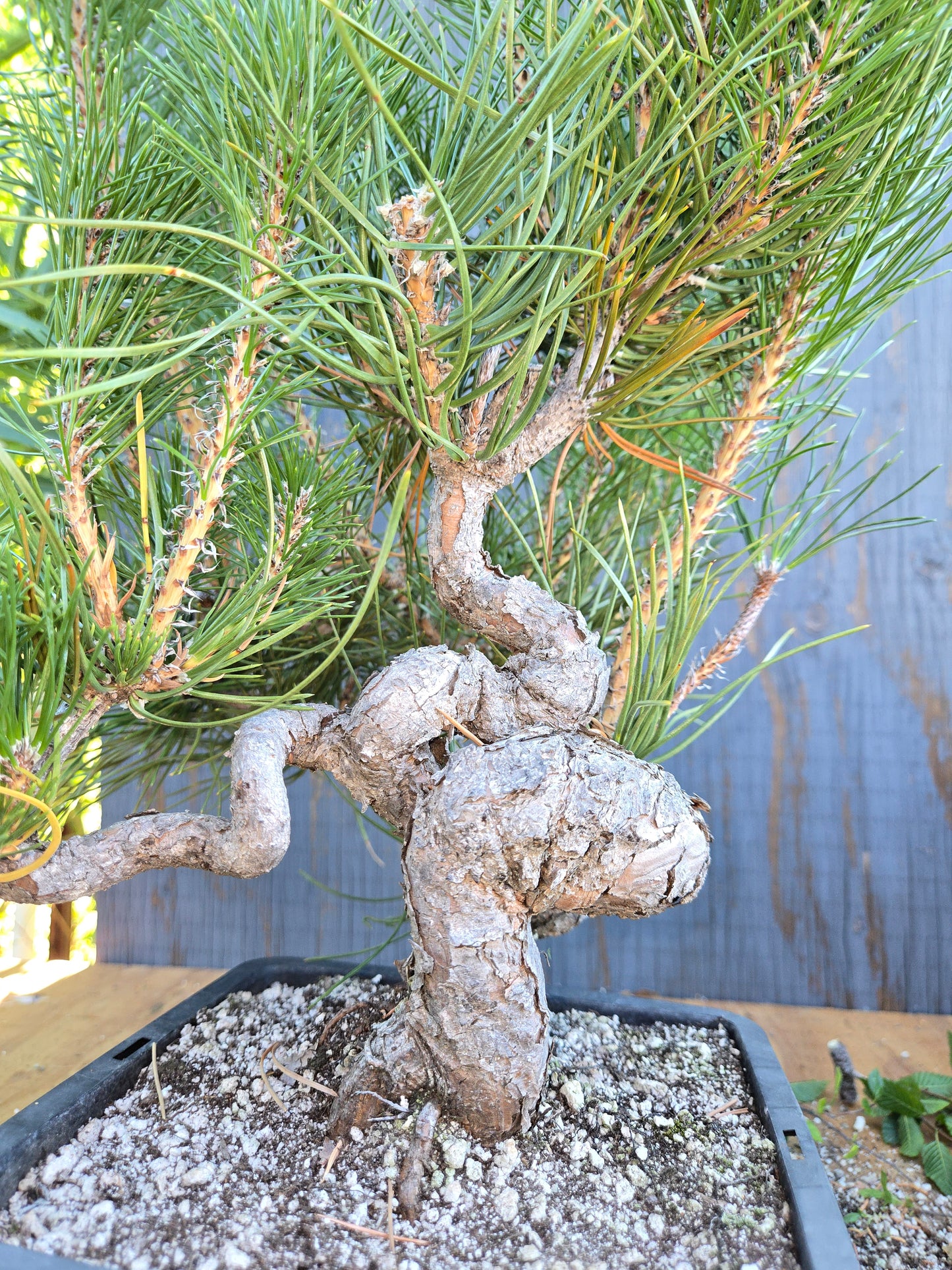 Japanese Black Pine 'Mikawa' AUG 02