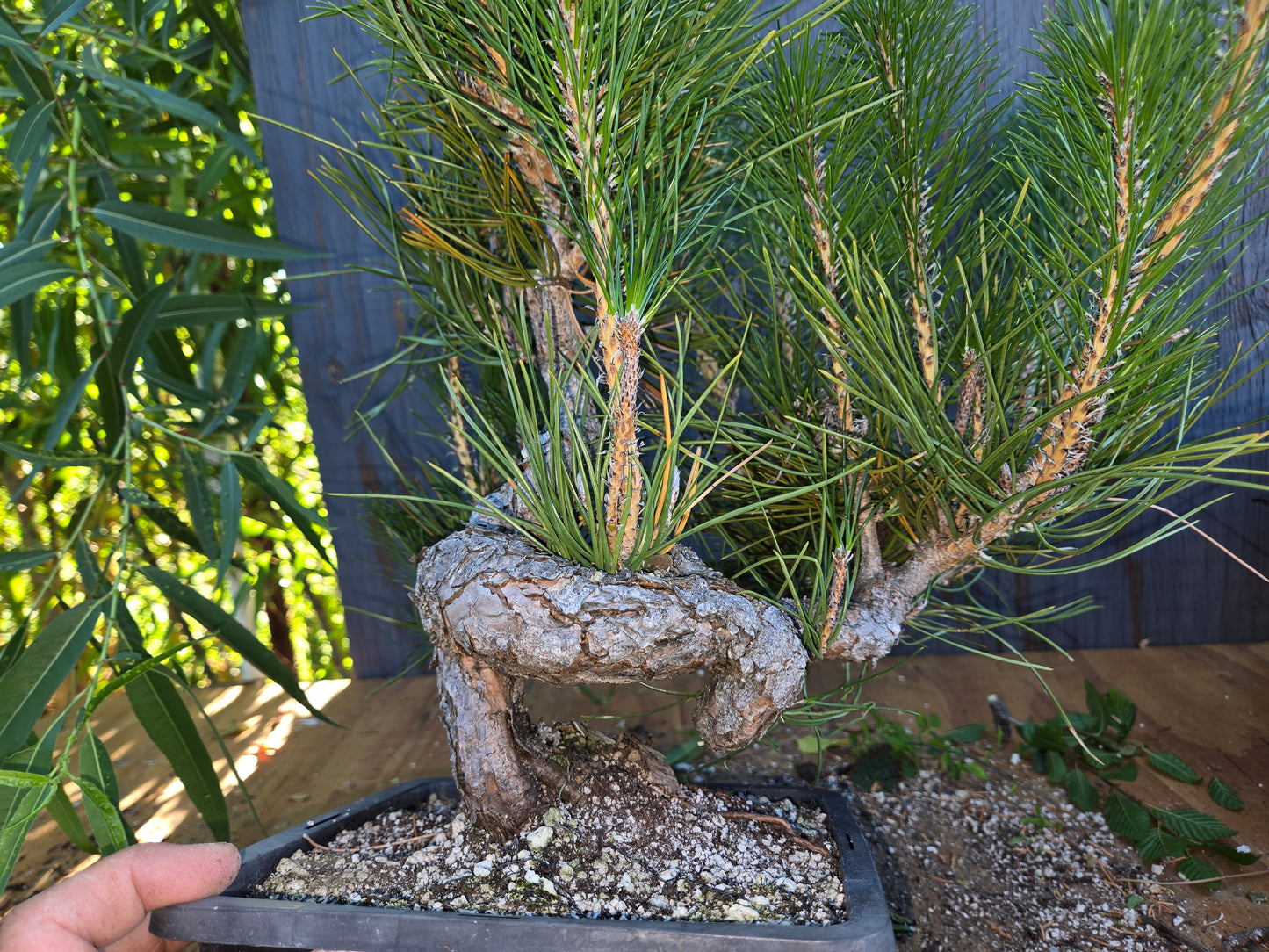 Japanese Black Pine 'Mikawa' AUG 02