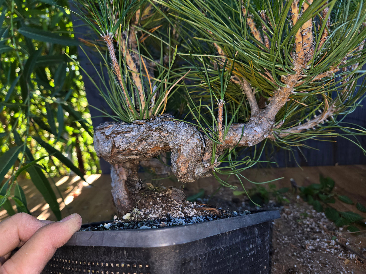 Japanese Black Pine 'Mikawa' AUG 02