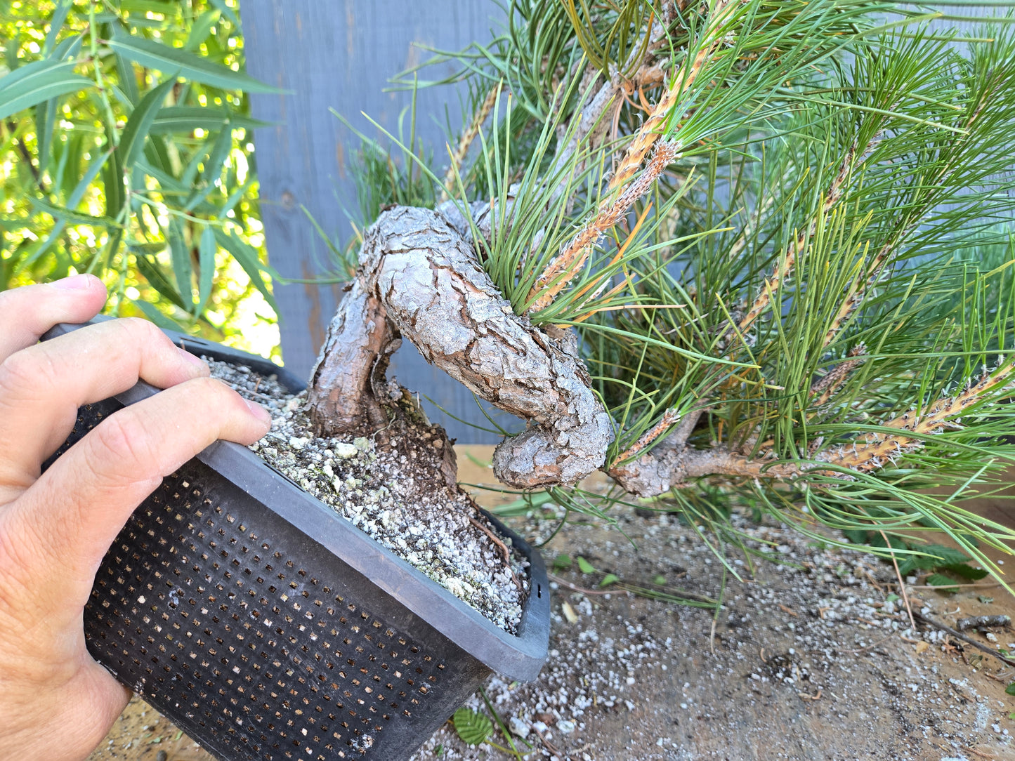 Japanese Black Pine 'Mikawa' AUG 02