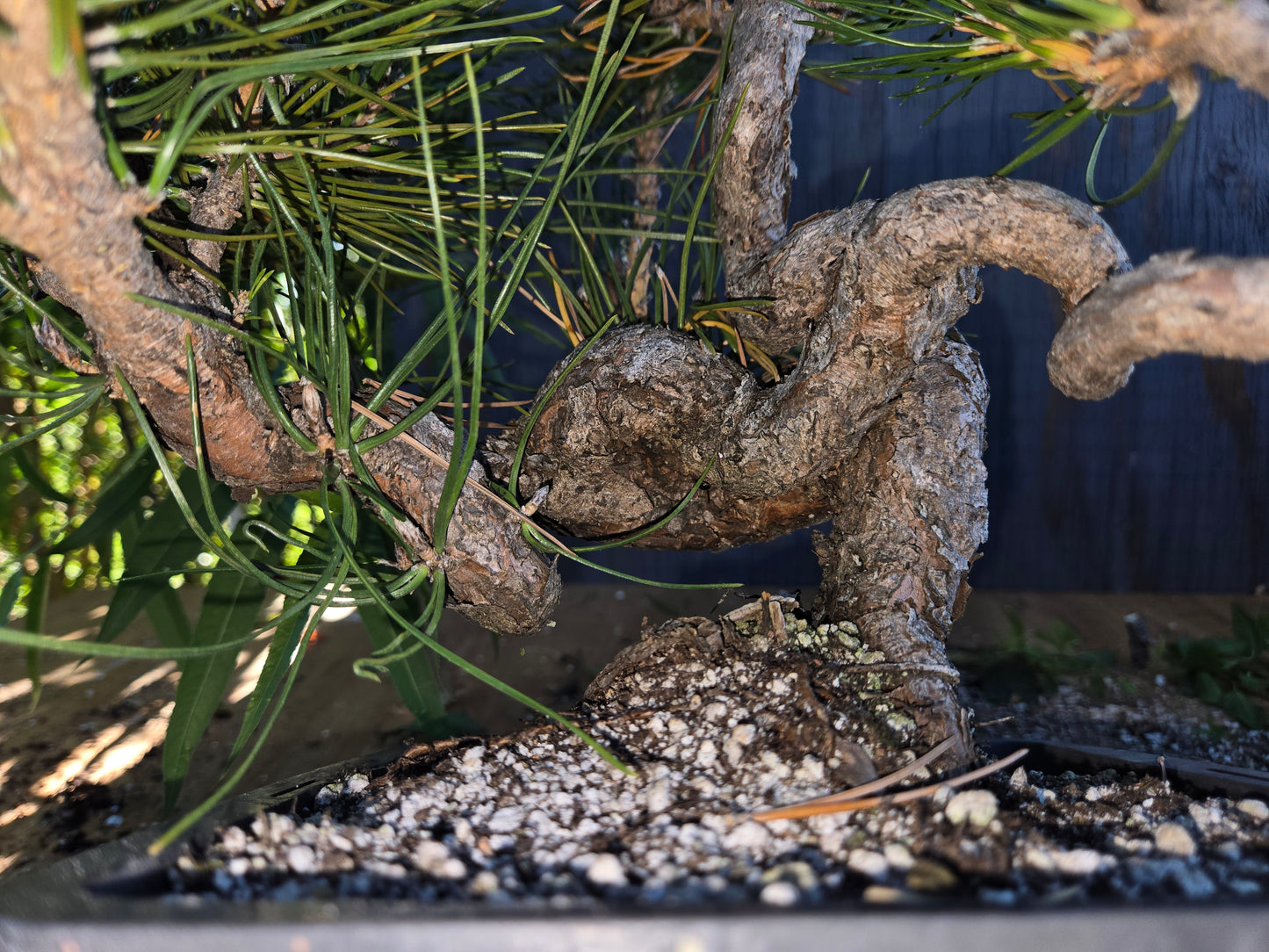 Japanese Black Pine 'Mikawa' AUG 02