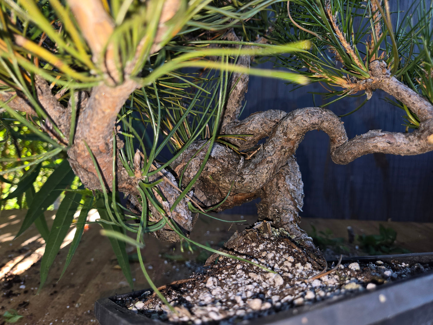 Japanese Black Pine 'Mikawa' AUG 02