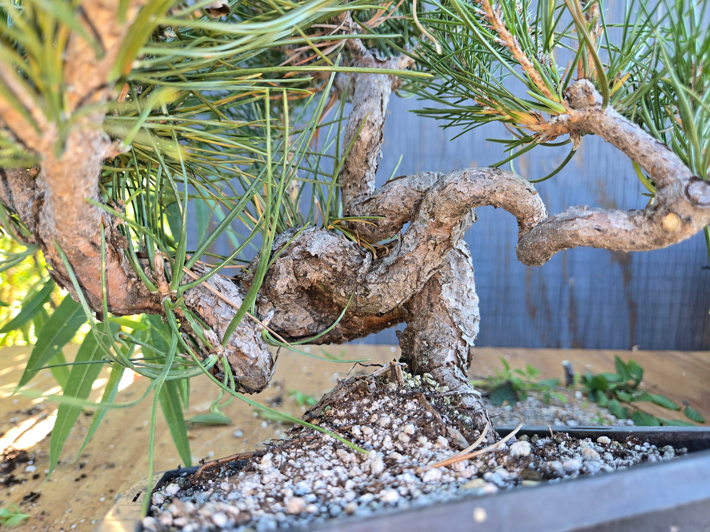 Japanese Black Pine 'Mikawa' AUG 02