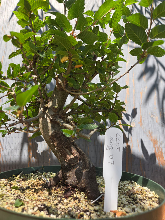 Carpinus coreana, Korean Hornbeam, Ccor AUG 07