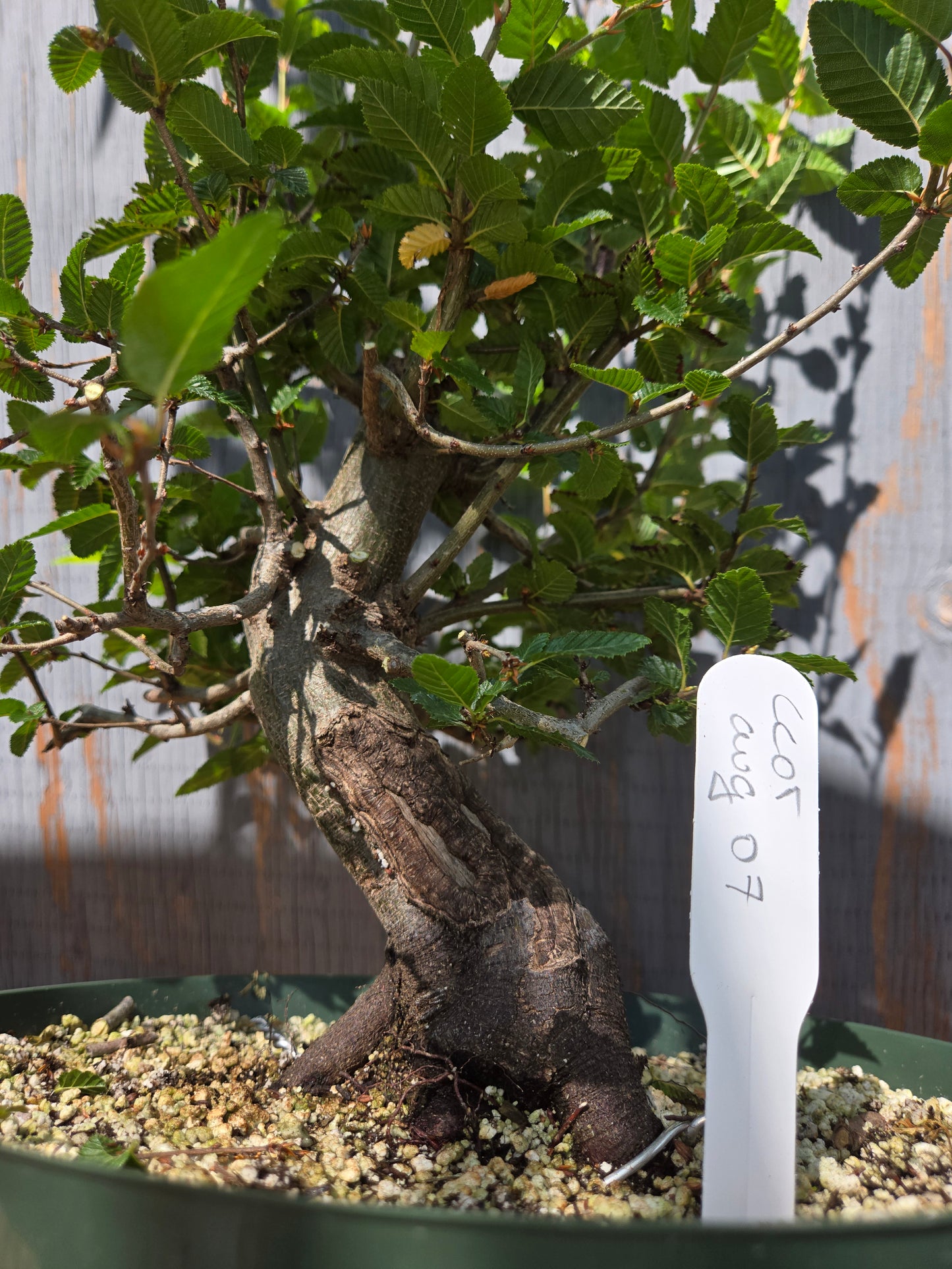 Carpinus coreana, Korean Hornbeam, Ccor AUG 07