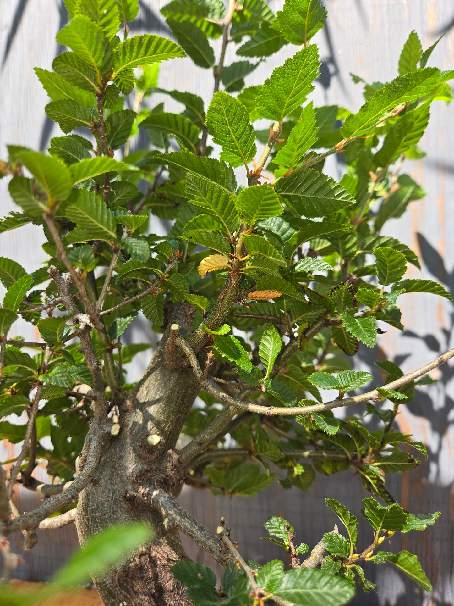 Carpinus coreana, Korean Hornbeam, Ccor AUG 07