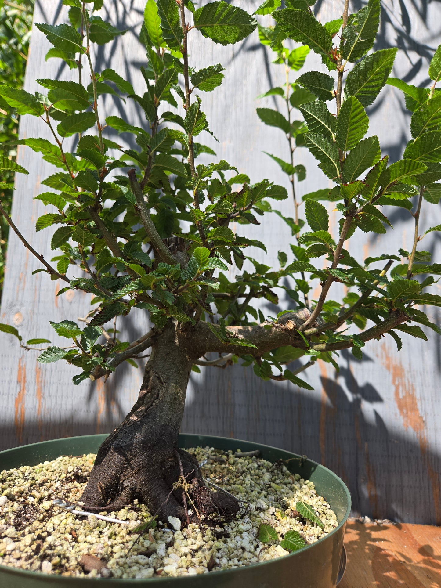 Carpinus coreana, Korean Hornbeam, Ccor AUG 07