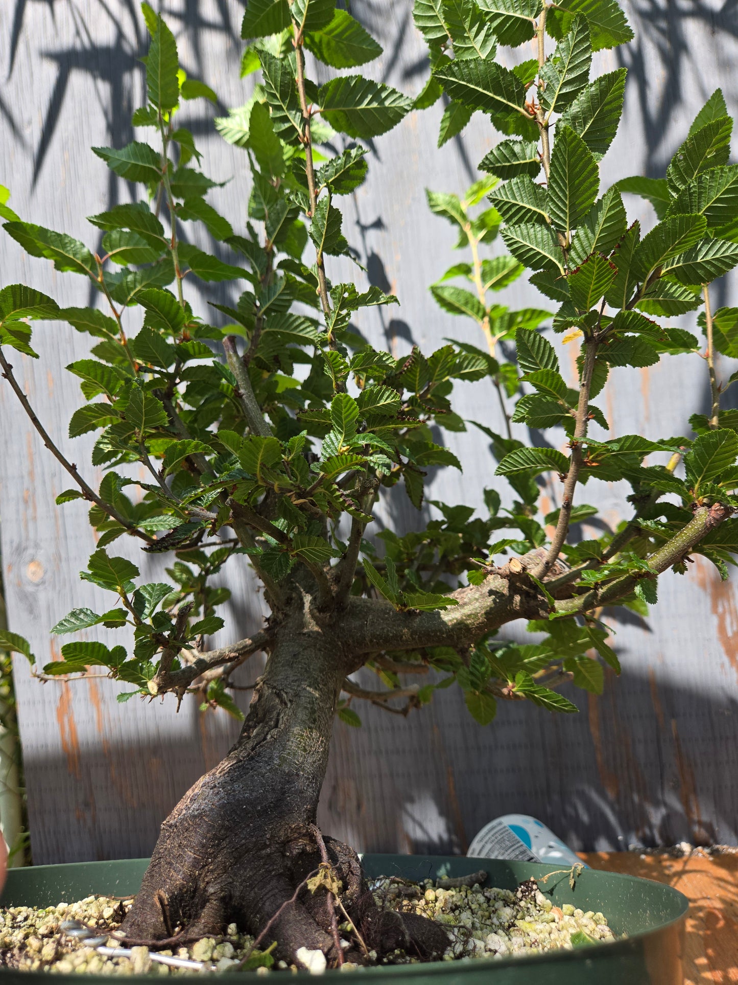 Carpinus coreana, Korean Hornbeam, Ccor AUG 07