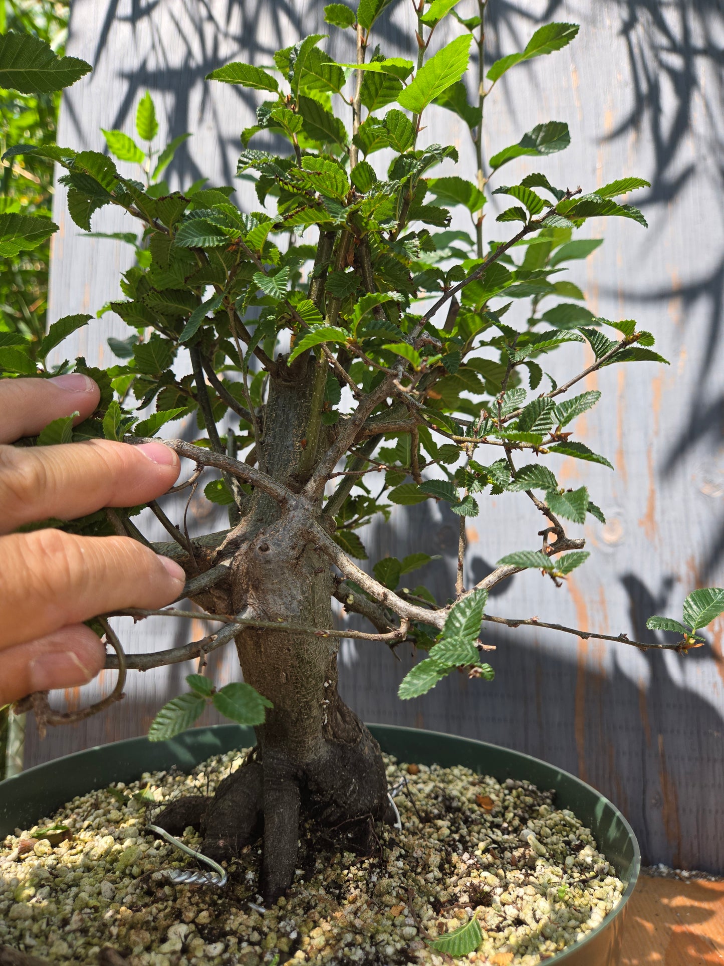 Carpinus coreana, Korean Hornbeam, Ccor AUG 07