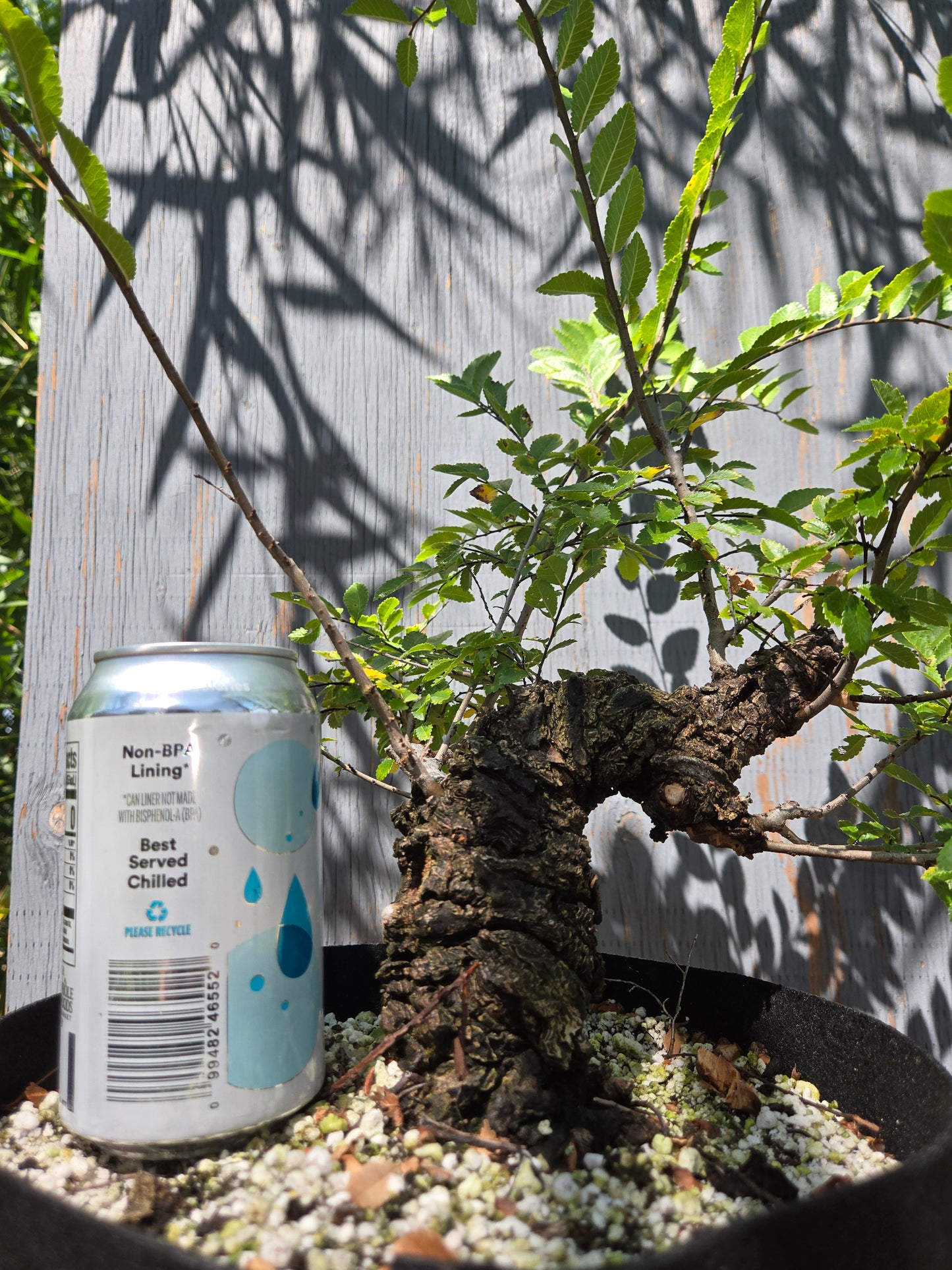 Cork Bark Chinese Elm, AUG 00