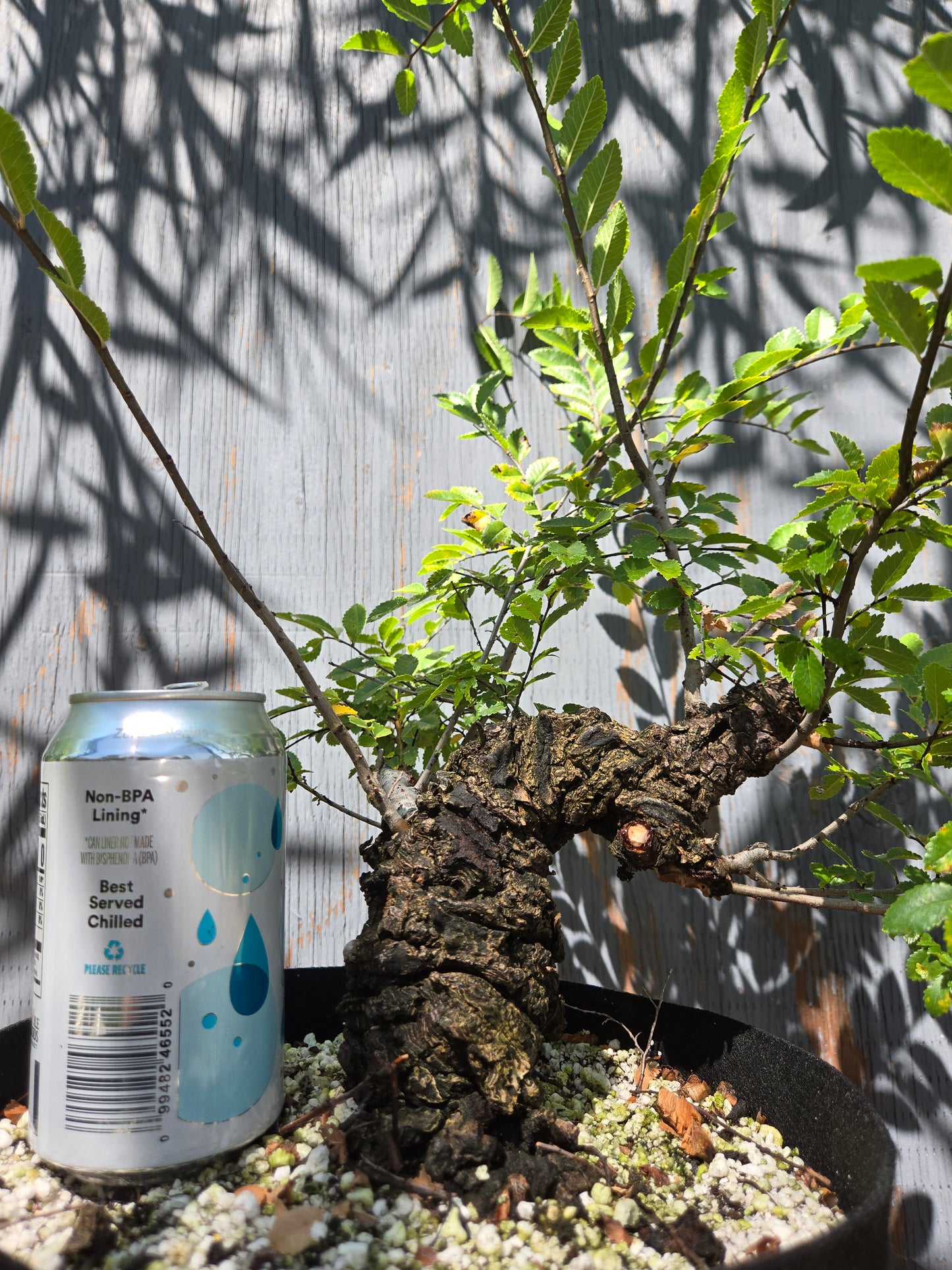 Cork Bark Chinese Elm, AUG 00