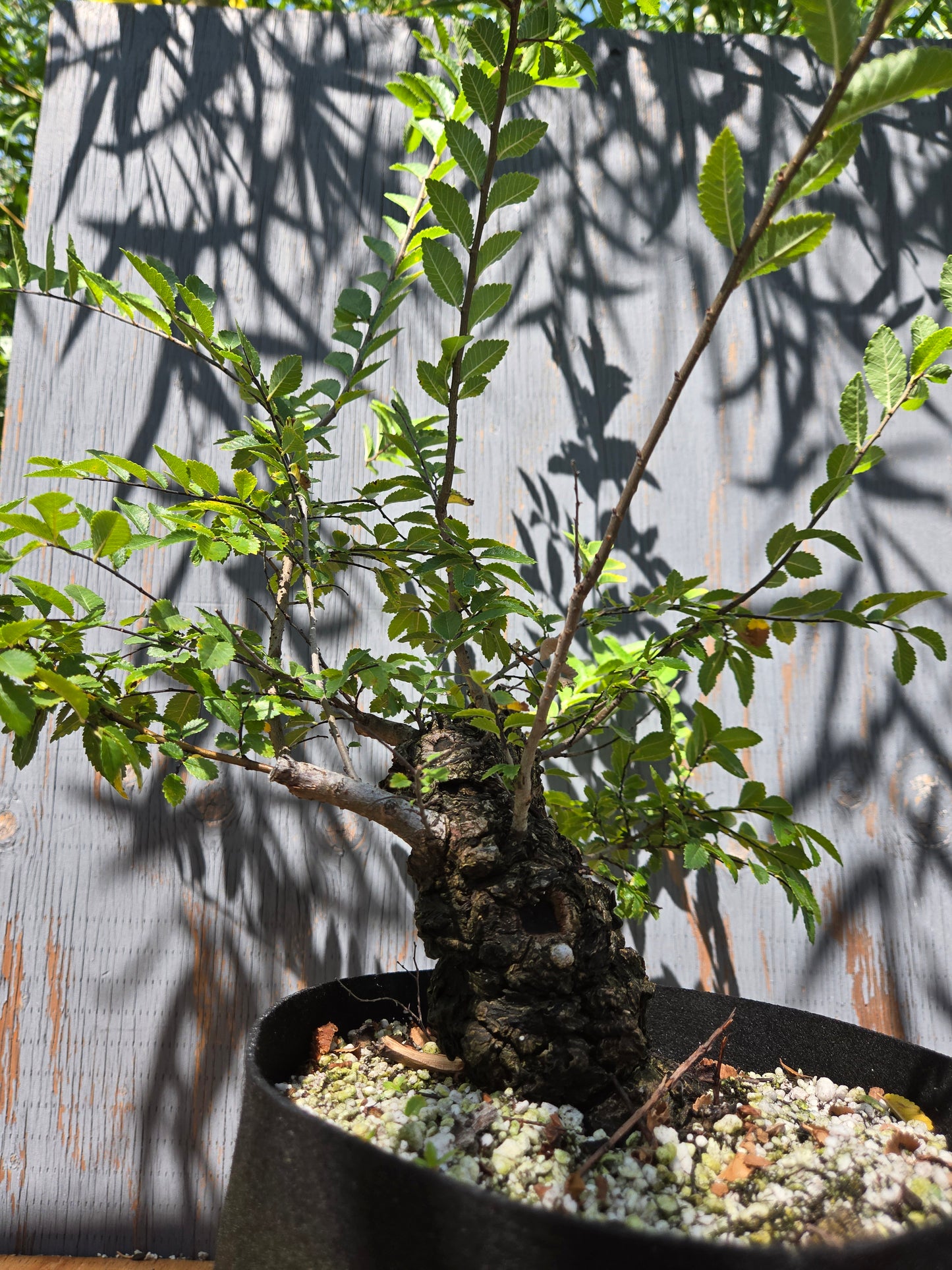 Cork Bark Chinese Elm, AUG 00