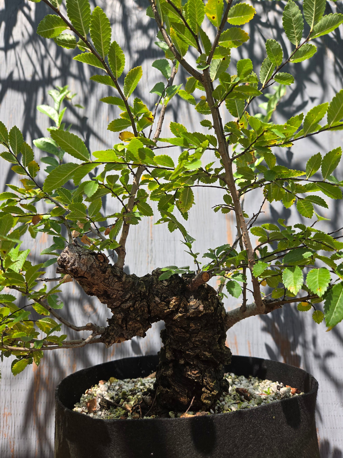 Cork Bark Chinese Elm, AUG 00