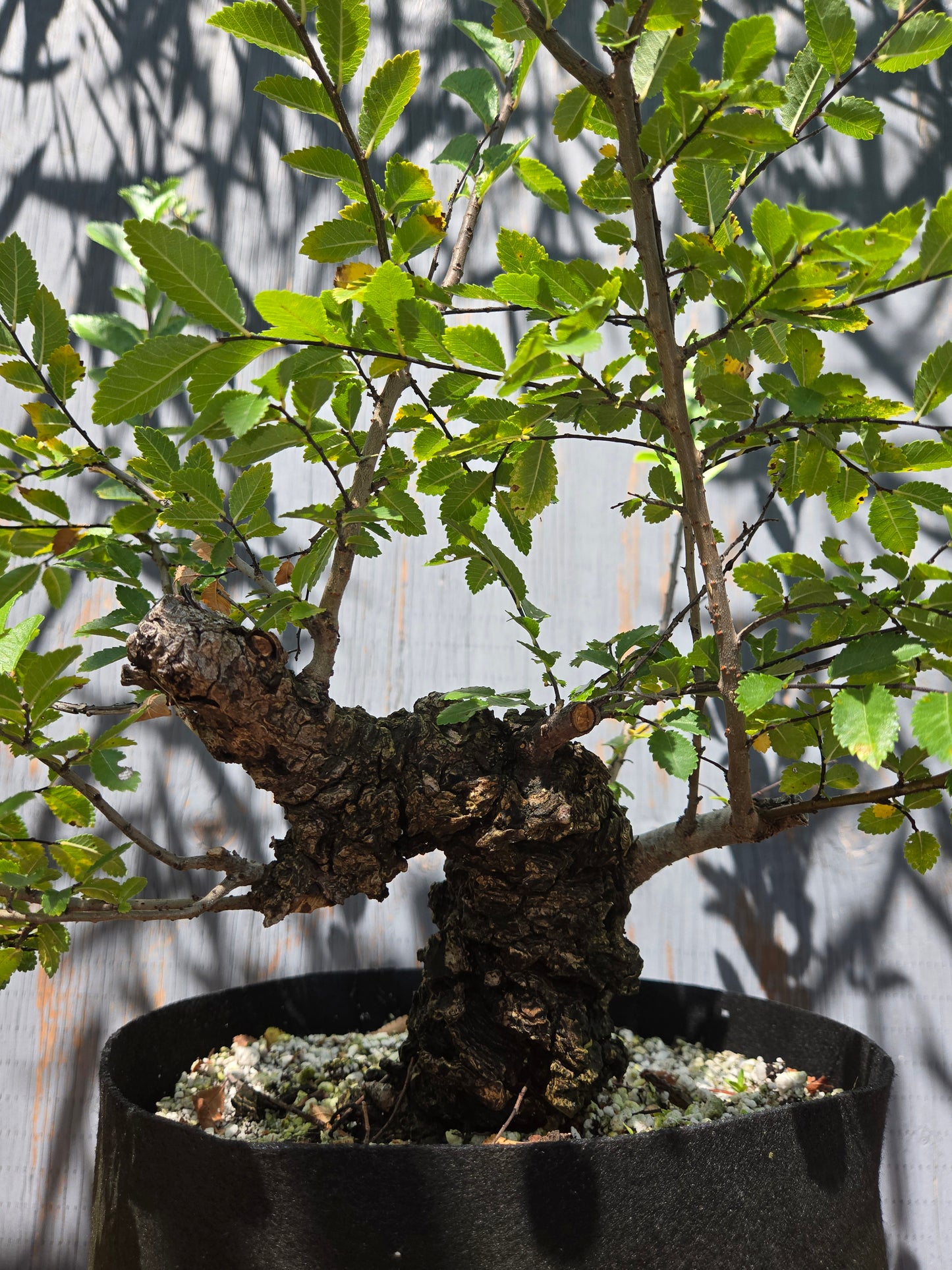 Cork Bark Chinese Elm, AUG 00