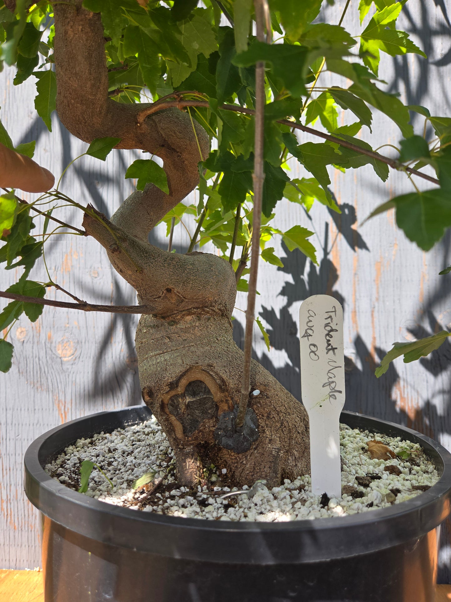 Trident Maple, Acer buergerianum, Ab AUG 00
