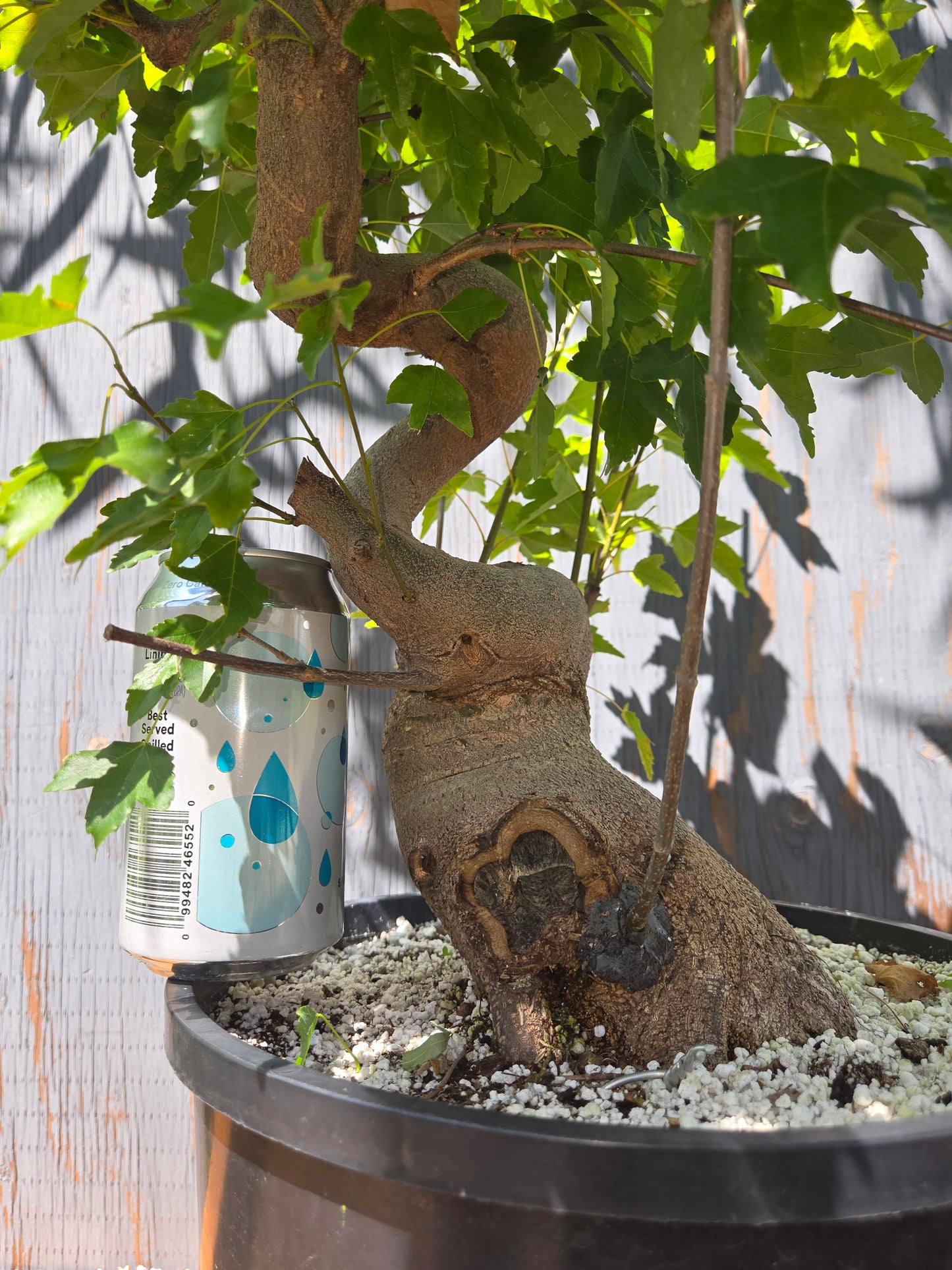 Trident Maple, Acer buergerianum, Ab AUG 00